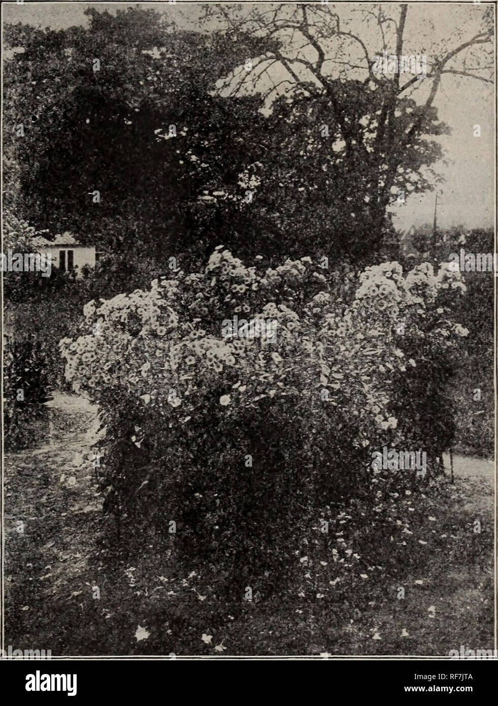 . Descriptive catalogue : trees, shrubs and plants. Nursery stock, New York (State), New York, Catalogs; Trees, Seedlings, Catalogs; Shrubs, Catalogs; Flowers, Catalogs; Fruit, Catalogs. FLUSHING, NEW YORK 43 PEONIES, continued alone recommend it, but when, in ad- dition, you consider its most attractive foliage, and more especially its im- mense double flowers in almost all shades of color, and generally their de- lightful perfume, you have a record of valuable points that no other flower can equal. You do not have to coddle them as you do the rose and many other plants, but if placed in good Stock Photo