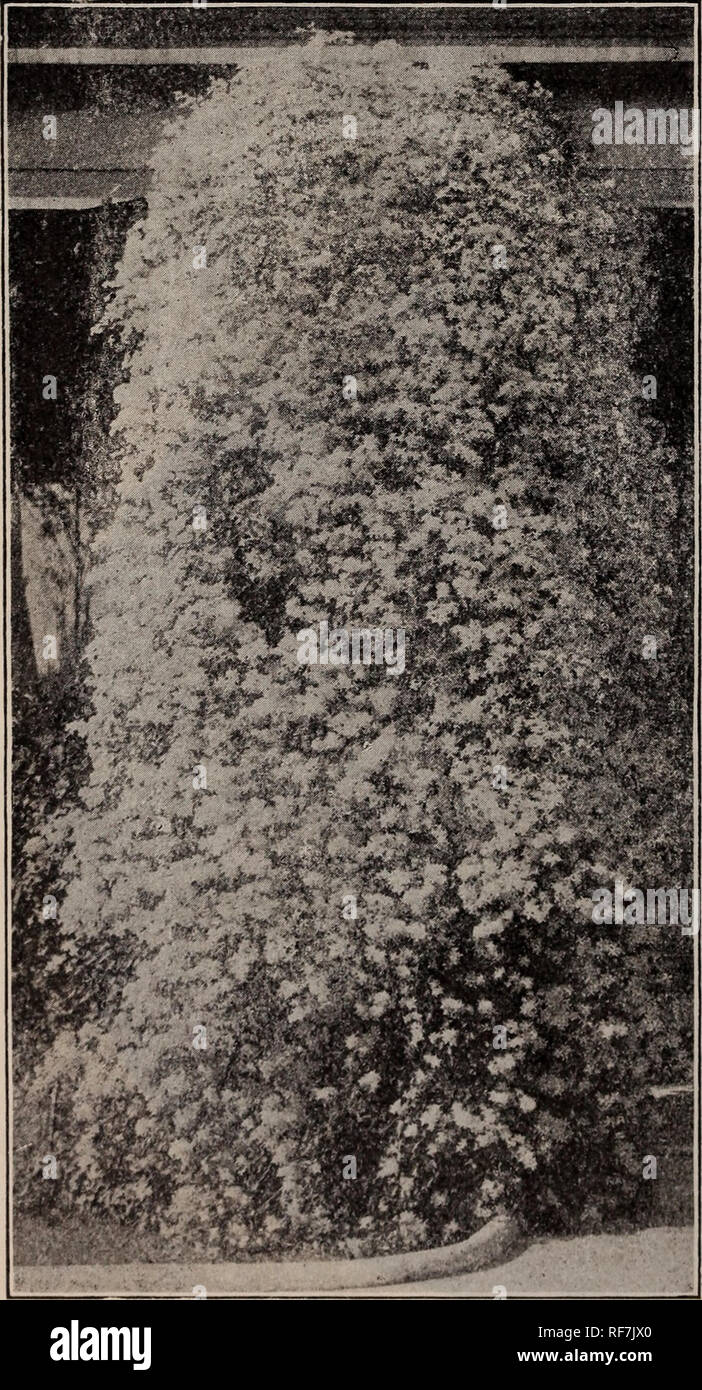 . Descriptive catalogue : trees, shrubs and plants. Nursery stock, New York (State), New York, Catalogs; Trees, Seedlings, Catalogs; Shrubs, Catalogs; Flowers, Catalogs; Fruit, Catalogs. 38 KEENE &amp; FOULK, NURSERYMEN CLIMBING VINES Those sorts that cling to smooth perpendicular surfaces by little tendrils or roots we designate as self-climbers, and are the kinds suited to covering walls and buildings. The others require a trellis or support of some sort. ACTINIDIA A. polygama. A Japanese vine of rapid growth, with large leaves, and bearing white flowers with purple center. 35c. AKEBIA A. qu Stock Photo