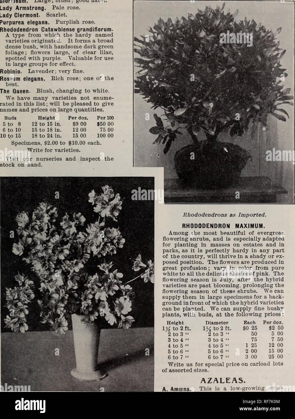 . Rhododendrons, boxwood, azaleas, clematis, novelties, bay trees, hardy plants, evergreens : novelties bulbs, cannas novelties, palms, araucarias, ferns, vines, orchids, flowering shrubs, ornamental grasses and trees. Nursery stock New Jersey Rutherford Catalogs; Bulbs (Plants) Catalogs; Flowers Seeds Catalogs; Plants, Ornamental Catalogs; Flowering shrubs Catalogs; Trees Seedlings Catalogs. Cvcr&lt;^rccD 8brab» Gloriosum. Large; blush; good habit. Lady Armstrong. Pale rose. Lady Clermont. Scarlet. Purpurea elegans. Purplish rose. Rhododendron Catawbiense grandiflorum. A type from which the h Stock Photo