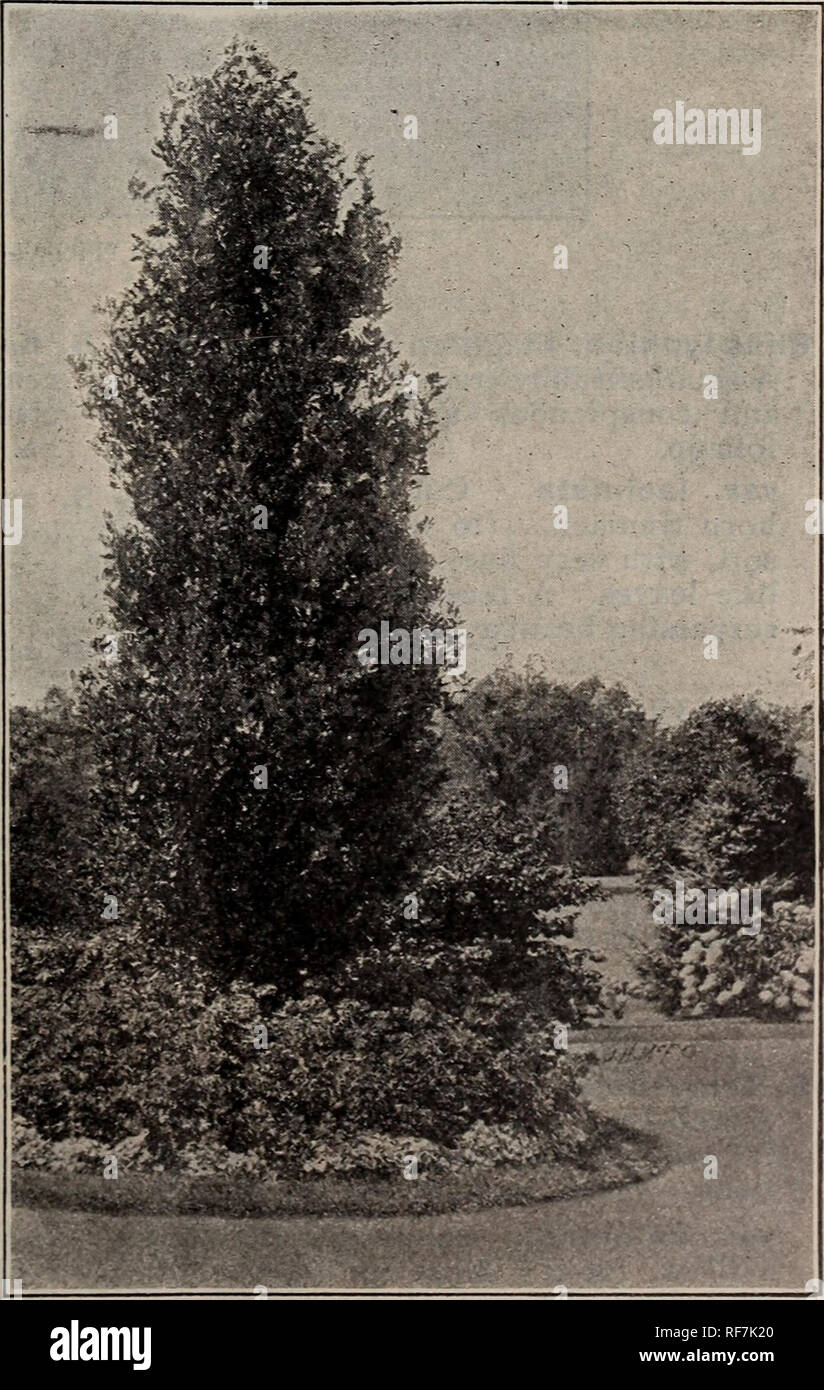 . Descriptive catalogue trees, shrubs and plants. Nursery stock, New