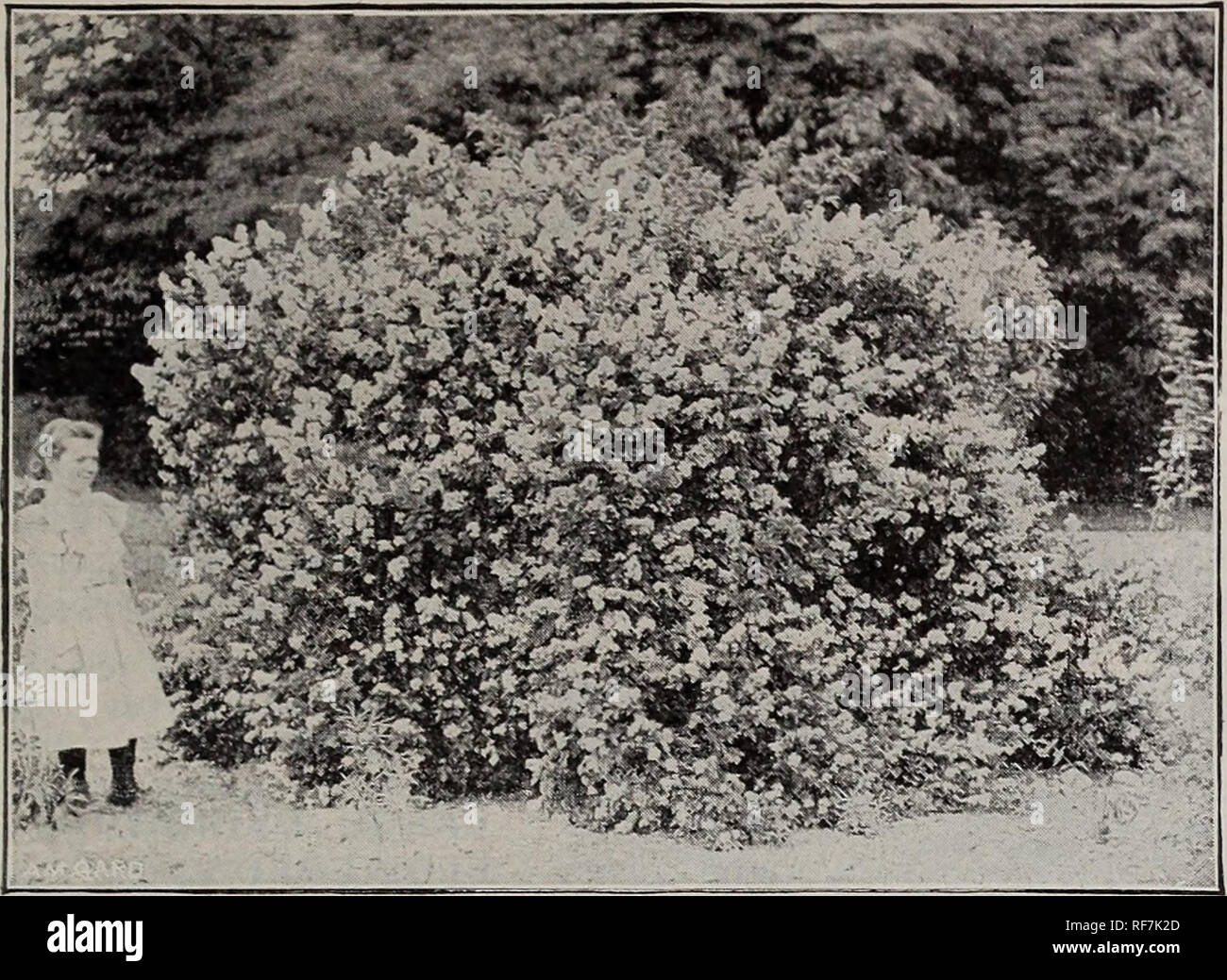 Téléchargement gratuit Images Large Boxwood Stock Photos Large Boxwood Stock Images Page 2