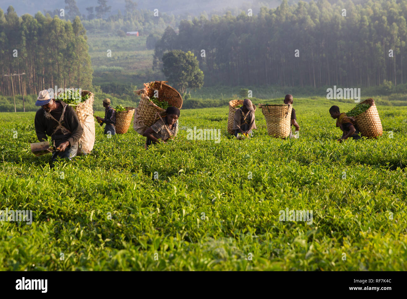 Tea picker workers pose for a portrait on a tea estate at the foot of