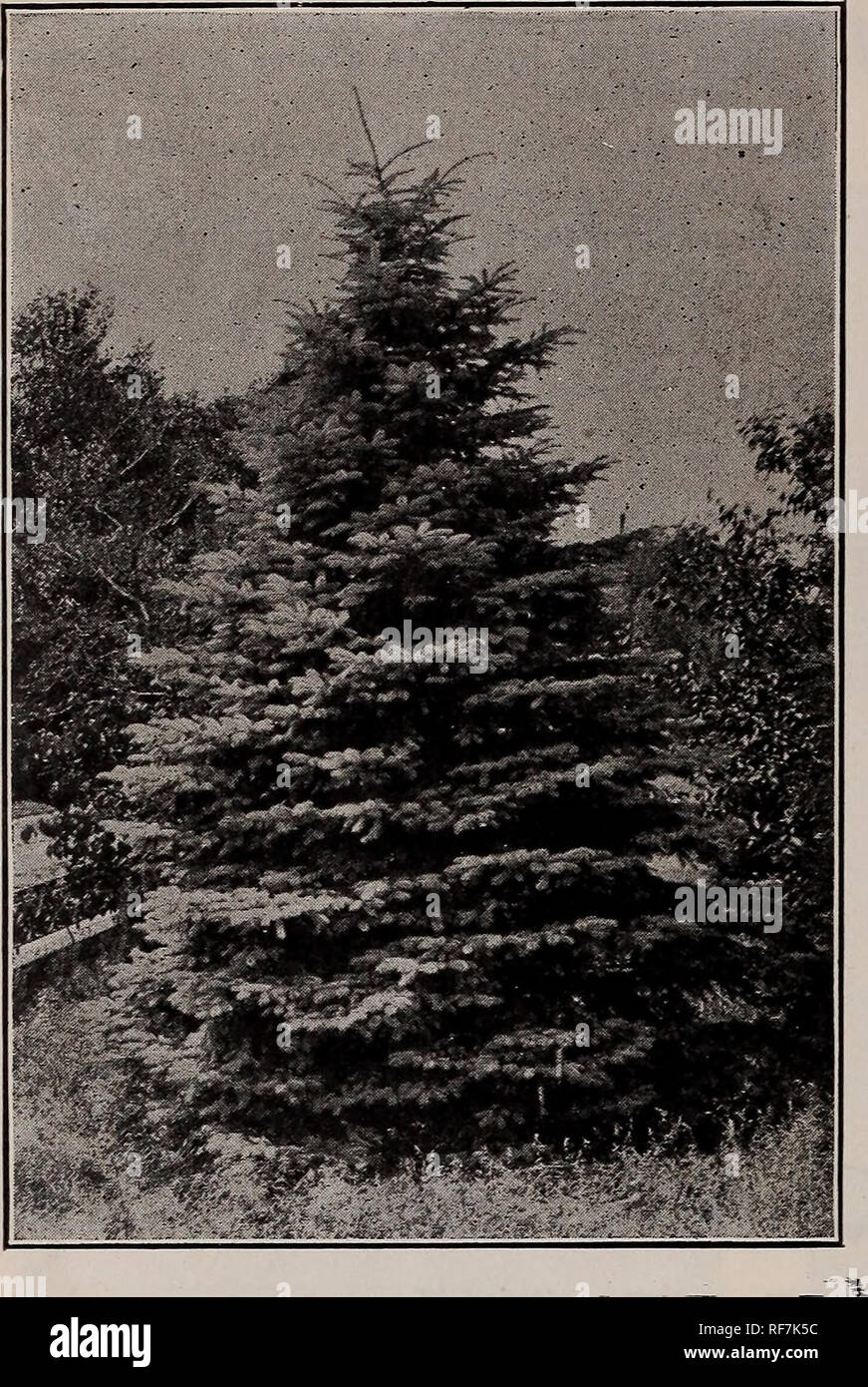 . Catalogue of Dutch, French, Japanese and other bulbs :. Nursery stock New Jersey Rutherford Catalogs; Bulbs (Plants) Catalogs; Flowers Seeds Catalogs; Plants, Ornamental Catalogs. BOBBINK &amp; ATKINS, RUTHERFORD, N. J. 22 Evergreen Trees. Picea Pungens Glauca {Blue Spruce). A. lasiocarpa. Bluish-green foliage, long needles, spreading habit, very distinct. Ea. $3.00 to $5.00. A. 1. argentea. A silvery variety of the above. Ea. $3.00 to $5.00. A. magnifica. Slow but beautiful growler; blu- ish foliage; extra fine evergreen. Ea. $2.50 to $5.00. A. m. glauca. Ea. $2.50 to $5.00. A. nobilis glau Stock Photo
