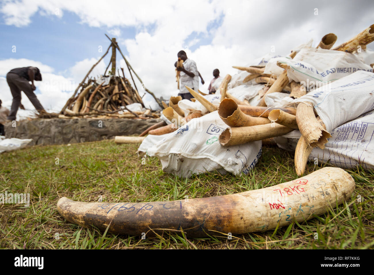 Workers stack confiscated elephant ivory into a pile to be burned in an official ceremony outside parliament in Lilongwe, Malawi Stock Photo