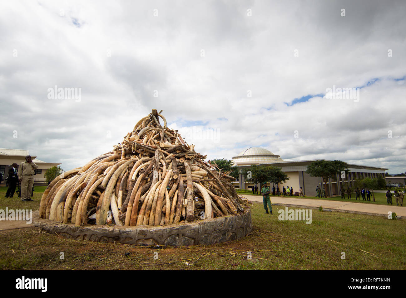 Confiscated elephant ivory is stacked in a pile to be burned in a ceremony against wildlife crime outside parliament in Lilongwe, Malawi Stock Photo