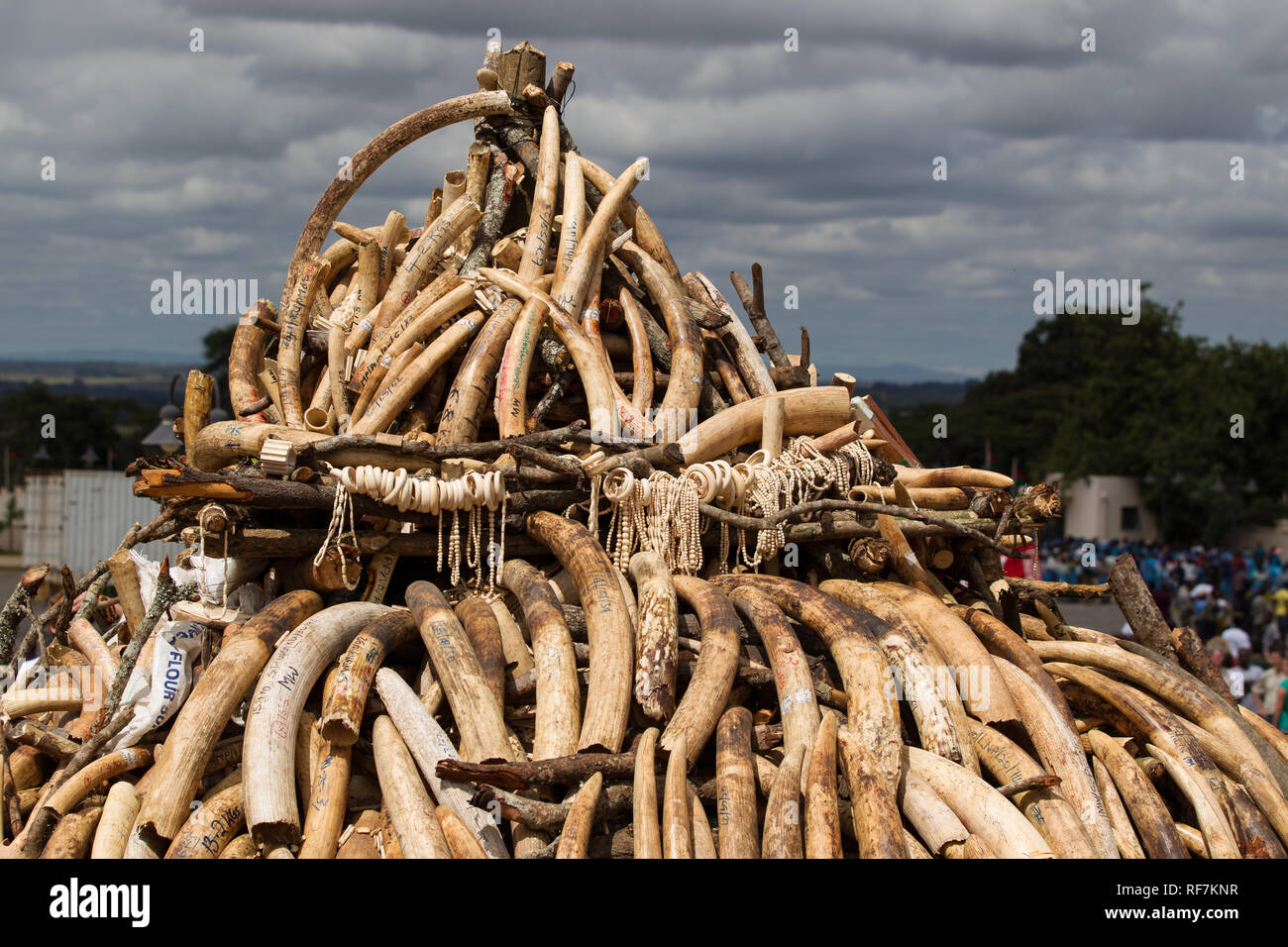 Confiscated elephant ivory is stacked in a pile to be burned in a ceremony against wildlife crime outside parliament in Lilongwe, Malawi Stock Photo
