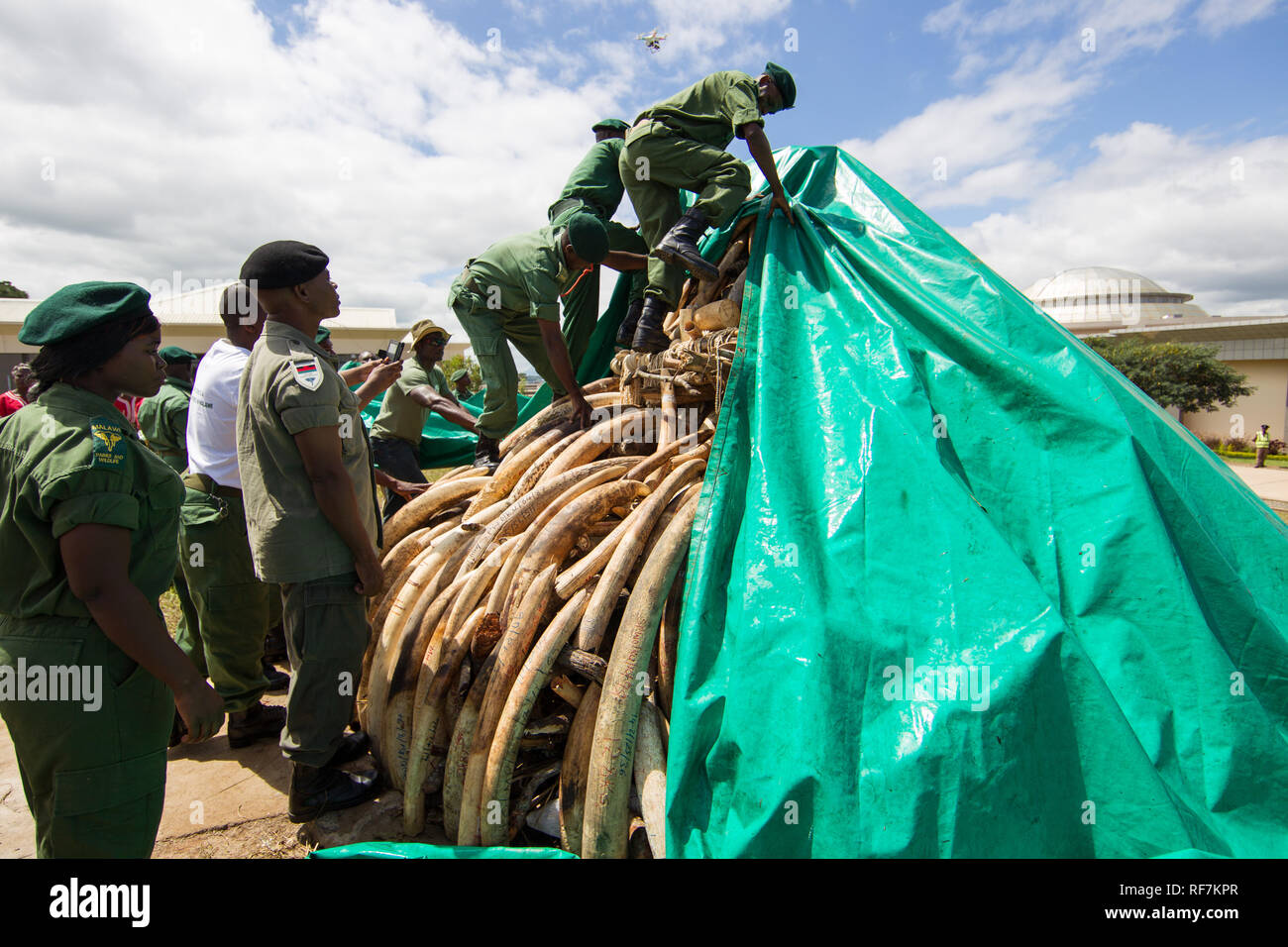 Rangers from Malawi's Department of National Parks and Wildlife rush to cover a pile of confiscated elephant ivory after burn was canceled in Lilongwe Stock Photo