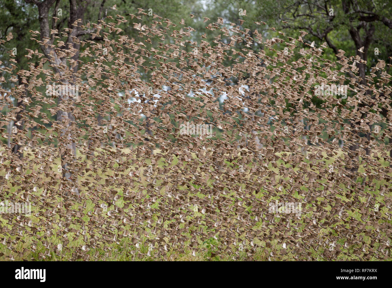 Red-billed Quelea, Quelea quelea, are migratory birds that swarm in enormous flocks, seen here in South Luangwa National Park, Zambia. Stock Photo
