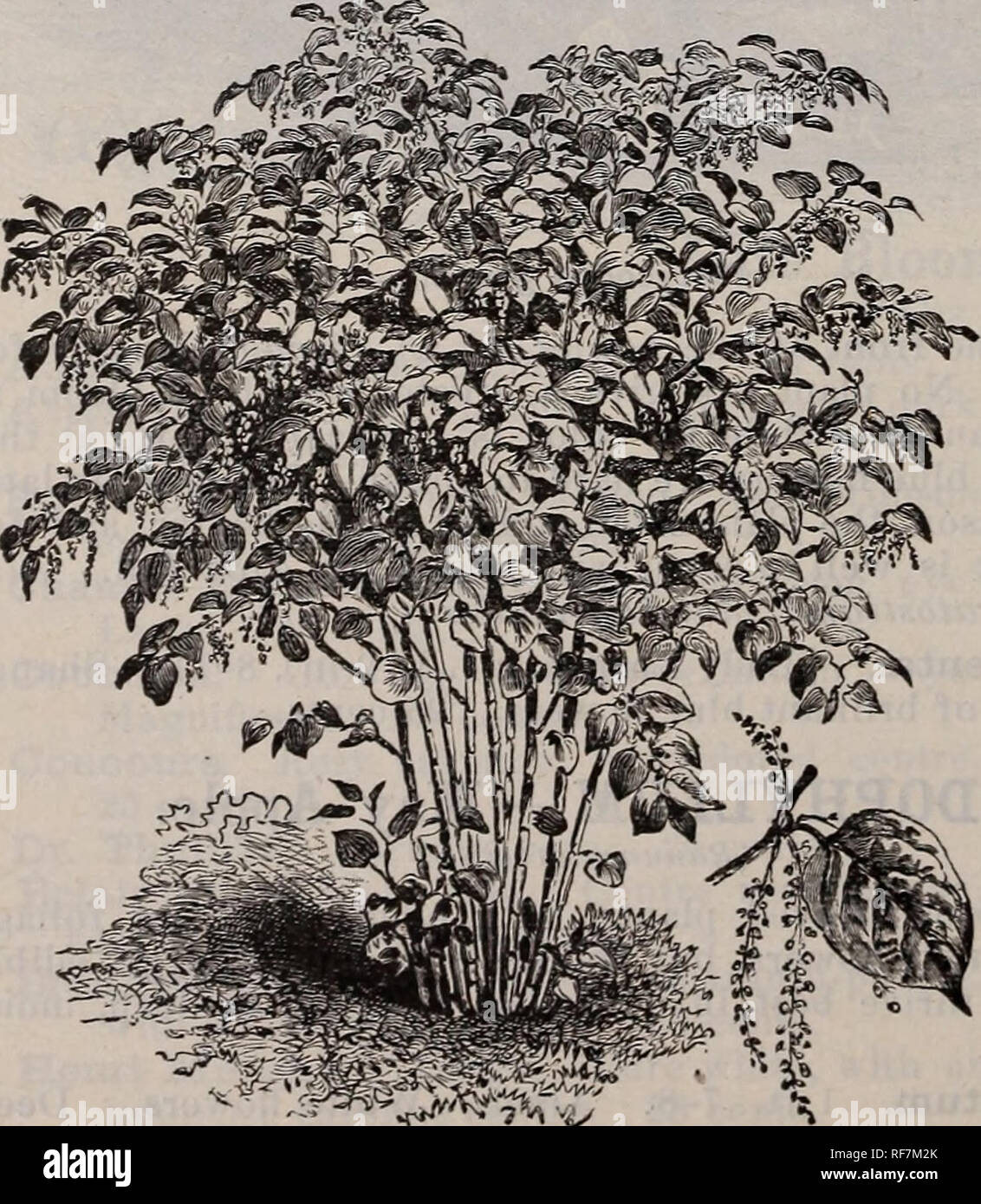 . Catalogue of hardy ornamental trees, shrubs, and vines, hardy flowers and large and small fruits. Nursery stock Massachusetts Catalogs; Nurseries (Horticulture) Massachusetts Catalogs; Plants, Ornamental Catalogs; Trees Seedlings Catalogs; Ornamental shrubs Catalogs; Flowers Catalogs; Fruit trees Seedlings Catalogs; Fruit Catalogs. Solomon's Seal.. Polygonum cuspidatum. The dwarfer sorts are good border plants, and especially fine in the rockery. For clothing waste rocky spots, or filling unsightly corners, nothing will be found better for the purpose than these. P. affine (Brunonis). 8 in., Stock Photo