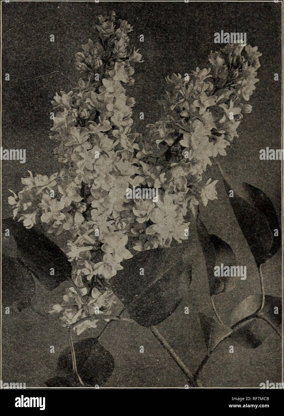 . Ornamental and fruit trees, shrubs, roses, etc., 1901-1902. Nurseries (Horticulture), Iowa, Catalogs; Fruit trees, Catalogs; Ornamental trees, Catalogs; Shrubs, Catalogs; Roses, Catalogs. 34 J. Wragg &amp; Sons Co., Waukee, Iowa. DOUBLE LILAC. LILACS, continued. Josikea. Purple flowers in June, after other Lilacs have flowered ; broad, dark, shining leaves ; tree-like habit; very late- blooming. Lemoine's Double. Reddish purple, double flowers. Marie Legraye. Pale white, splendid, large trusses ; strong, symmetrical grower ; free-blooming. A favorite for forcing. Michael Buchner. Pale lilac, Stock Photo