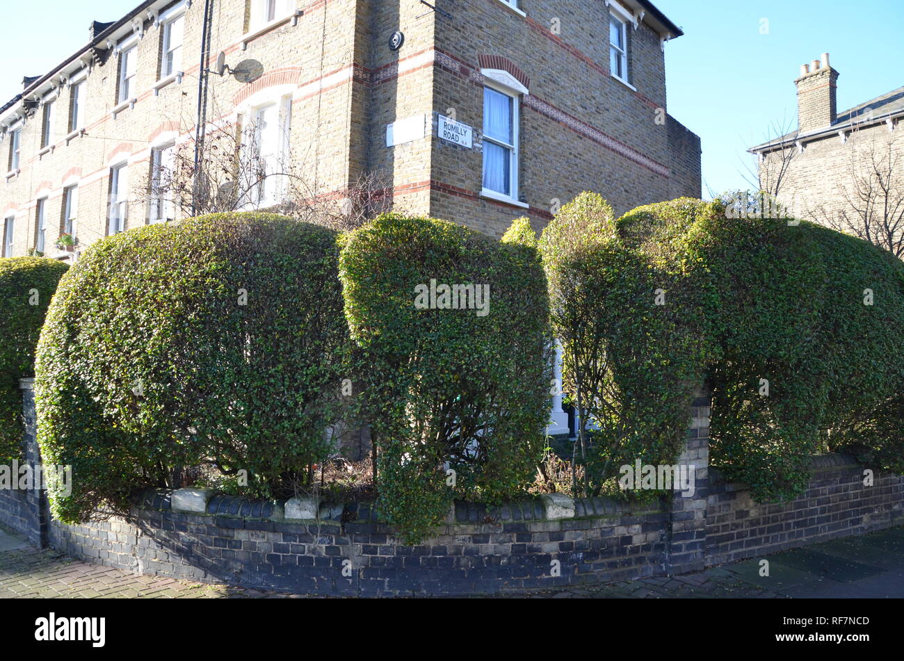 hedges cut into the shape of elephants in box hedging in north london