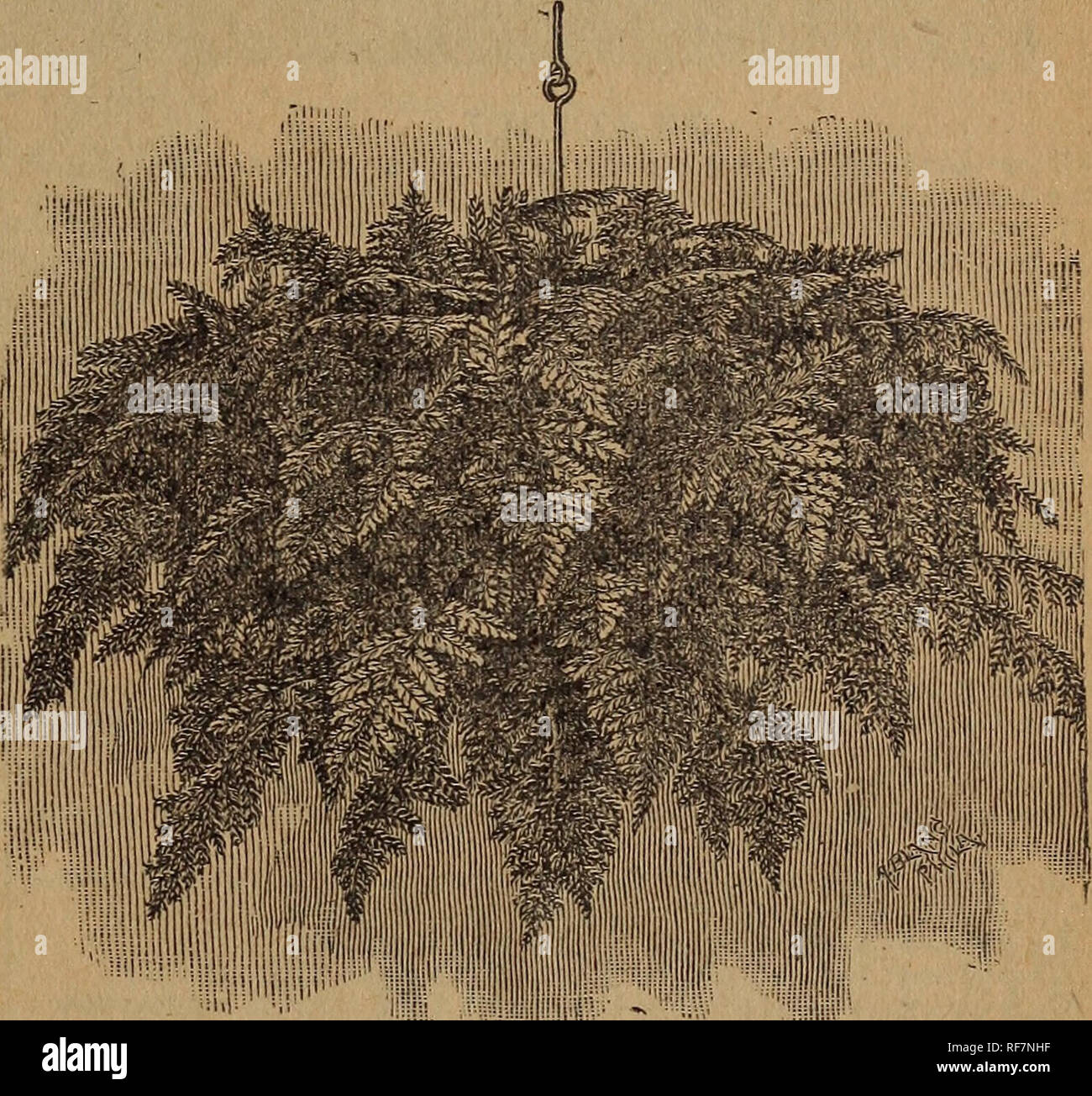 . Floral treasures 1901. Nursery stock Ohio Catalogs; Roses Catalogs