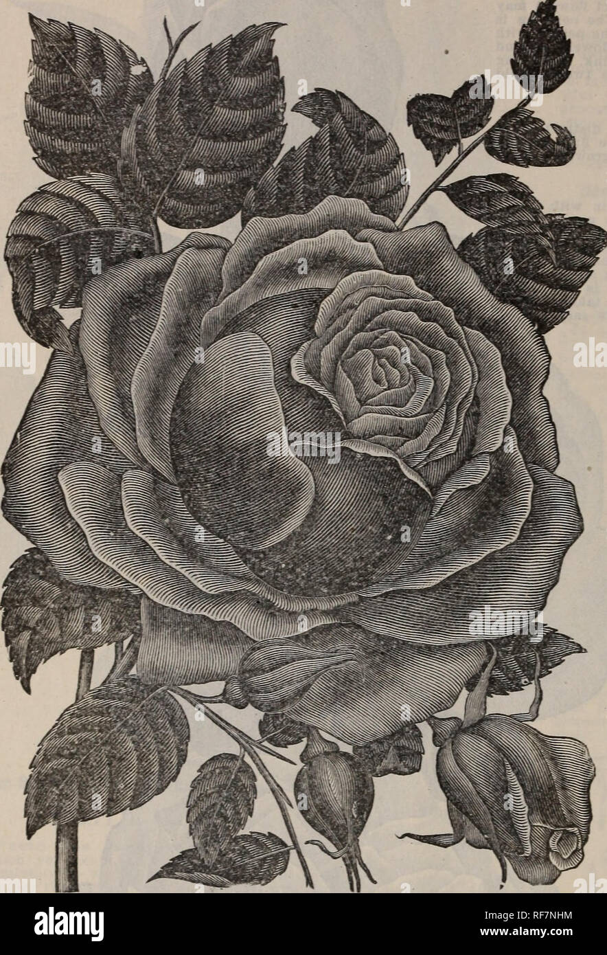. Floral gems. Nursery stock Ohio Springfield Catalogs; Plants, Ornamental Catalogs; Flowers Catalogs; Bulbs (Plants) Catalogs; Flowering shrubs Catalogs. 14 the McGregor brothers co.. Springfield, ohio. A Page of Crimson Beauties in looses.. CHRISTINE DE XOUE. Fine Crimson Tea Rose, PAPA G0NT1ER. A grand red Tea, of fine crimson shade and silken tex- ture (as distinct from velvety texture). The bud is fine size and graceful form, and you would never suspect from it that the rose is only semi-double. Extremely free, both in growth and bloom. Very long and beautifully leaved stems can be cut, t Stock Photo