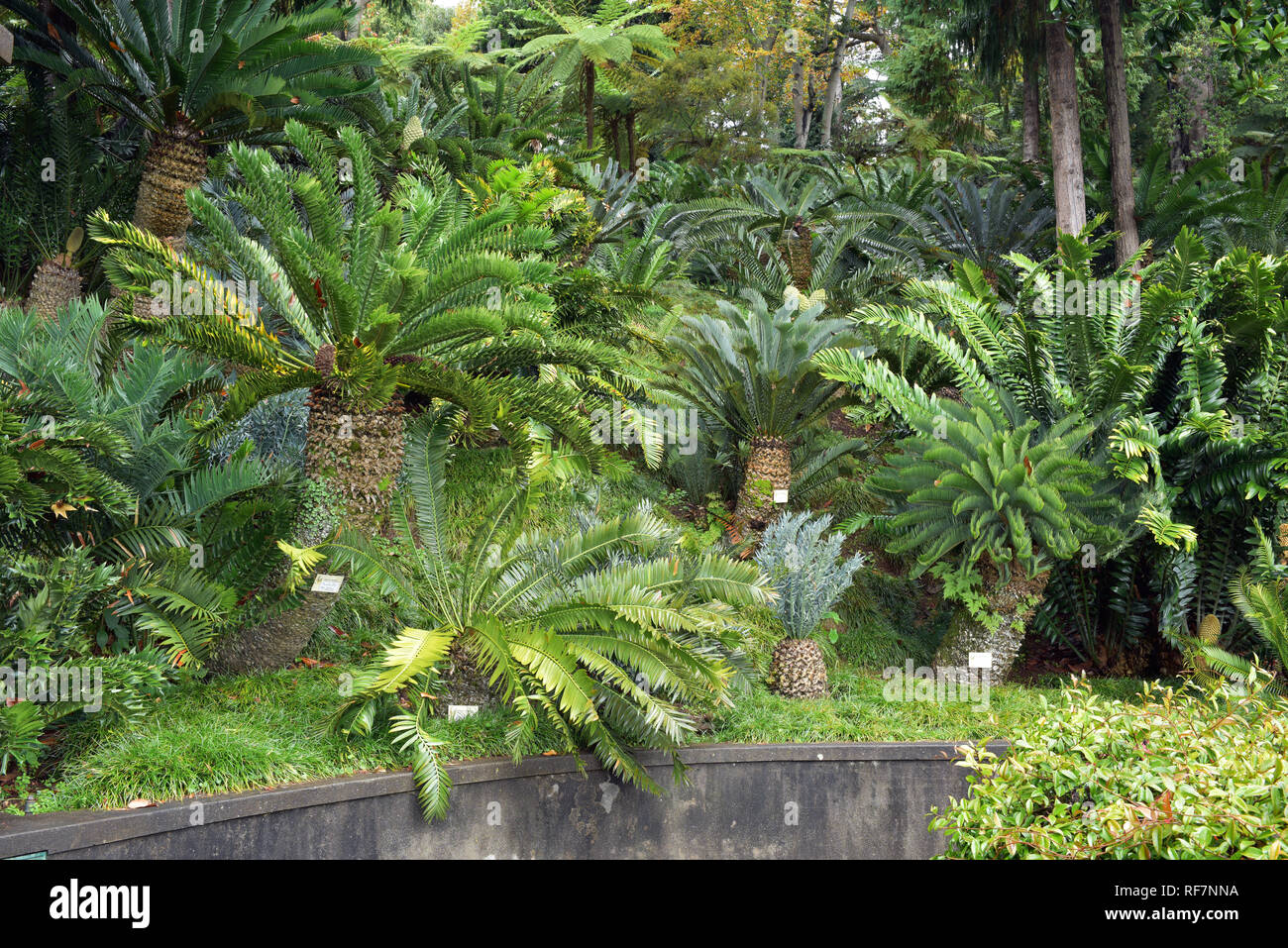 Madeira, Monte Palace tropical garden Stock Photo
