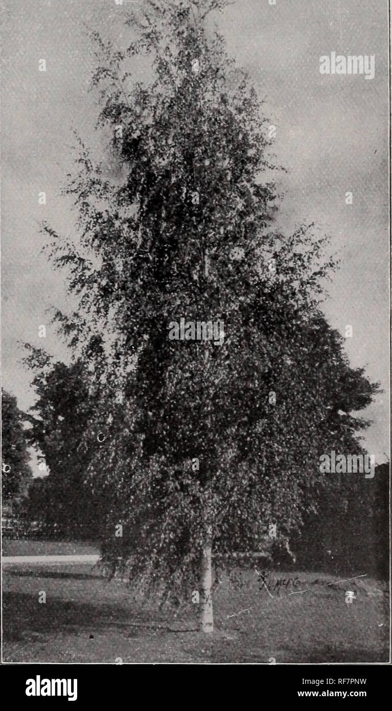 . Ornamental trees & plants no. 2. Nursery stock Pennsylvania West