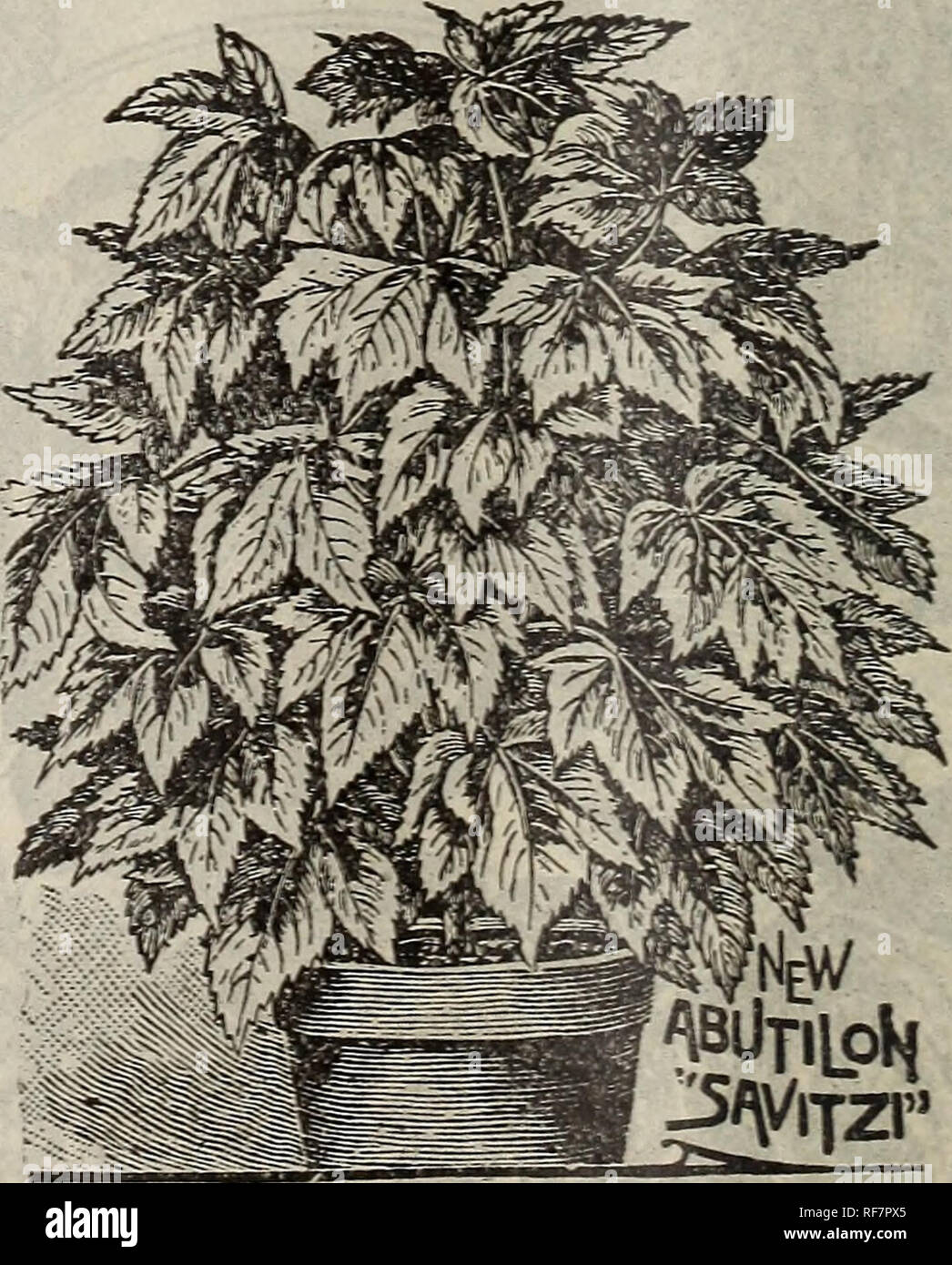 . Cottage Rose Garden : 1901. Nursery stock Ohio Columbus Catalogs; Flowers Catalogs; Ornamental shrubs Catalogs; Plants, Ornamental Catalogs. FARFUG1UM GRASDE. FARGUGIUM GRANDE. BY SOME CALLED &quot;LEOPARD PLANT. A C'ALVPH A 8ANDERI. A beautiful ornamental foliage plant, either for pot col- ture or for planting in open border in a shaded position; the leaves, from eight to ten inches in diameter, are of a thick, leathery texture, dark green in color, with bright yell»w spots. Price, 25c each. BOUGAINVILLEA SANDERIANA. This beautiful free flowering variel y was introduced about three years ag Stock Photo