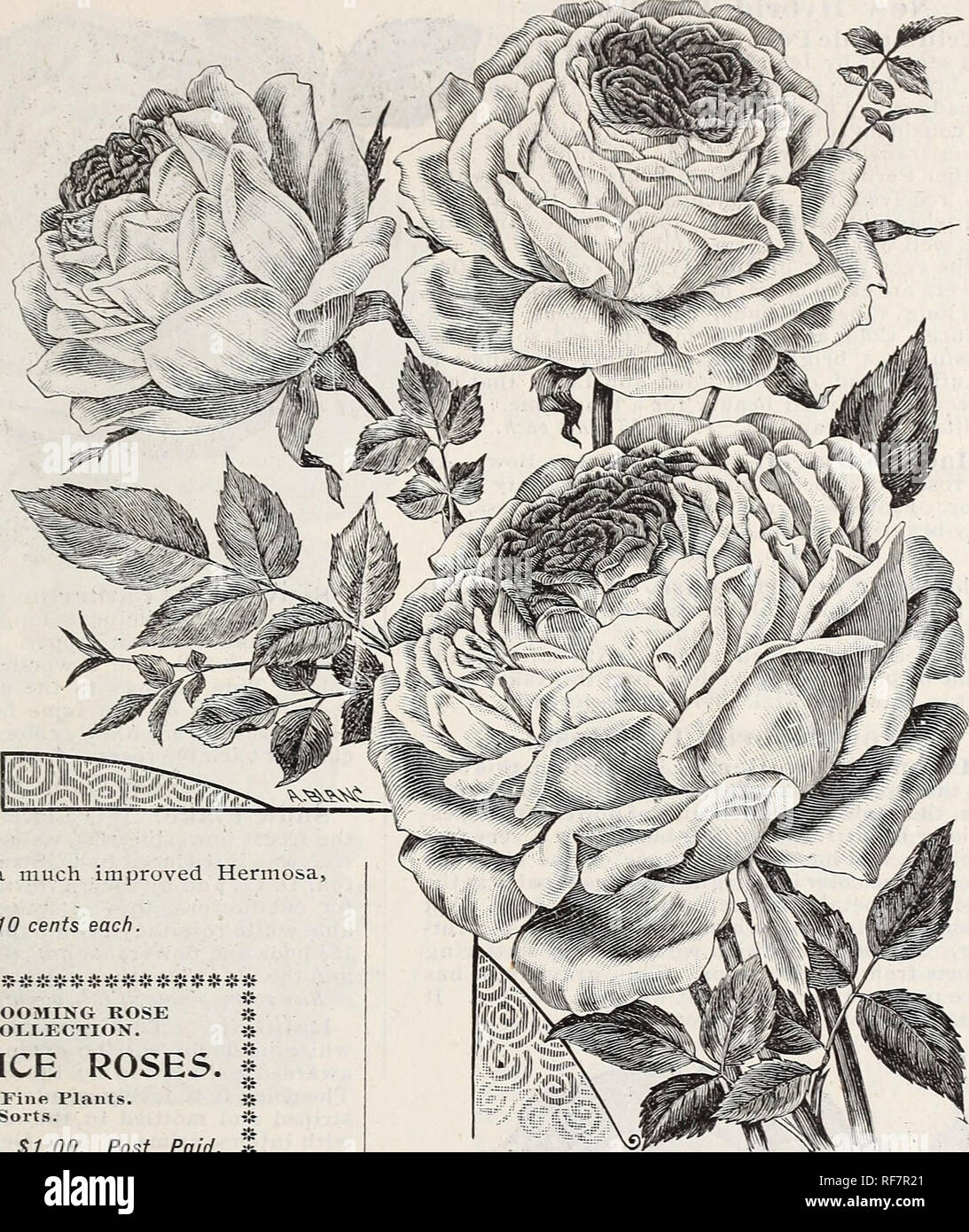 . Vestal's rose catalogue, 1900. Nursery stock Arkansas Catalogs; Roses Catalogs; Flowers Catalogs; Vegetables Catalogs; Fruit Catalogs; Seed industry and trade Catalogs; Plants, Ornamental Catalogs. Joseph W. Vestal &amp; Son's Illustrated and Descriptive Catalogue. 13 &quot;Burbank&quot; Rose. A PERFECTLY , HARDY, FREE FLOWERING. EVER6L00MING ROSE. &quot;The color is, per- haps, more like cher- ry c i&quot; i m s o n than pink. It has none of the dead color of Hermosa, and is as different in form as possible, although even more free flow- ering and much more continuous in bloom âin fact, abs Stock Photo