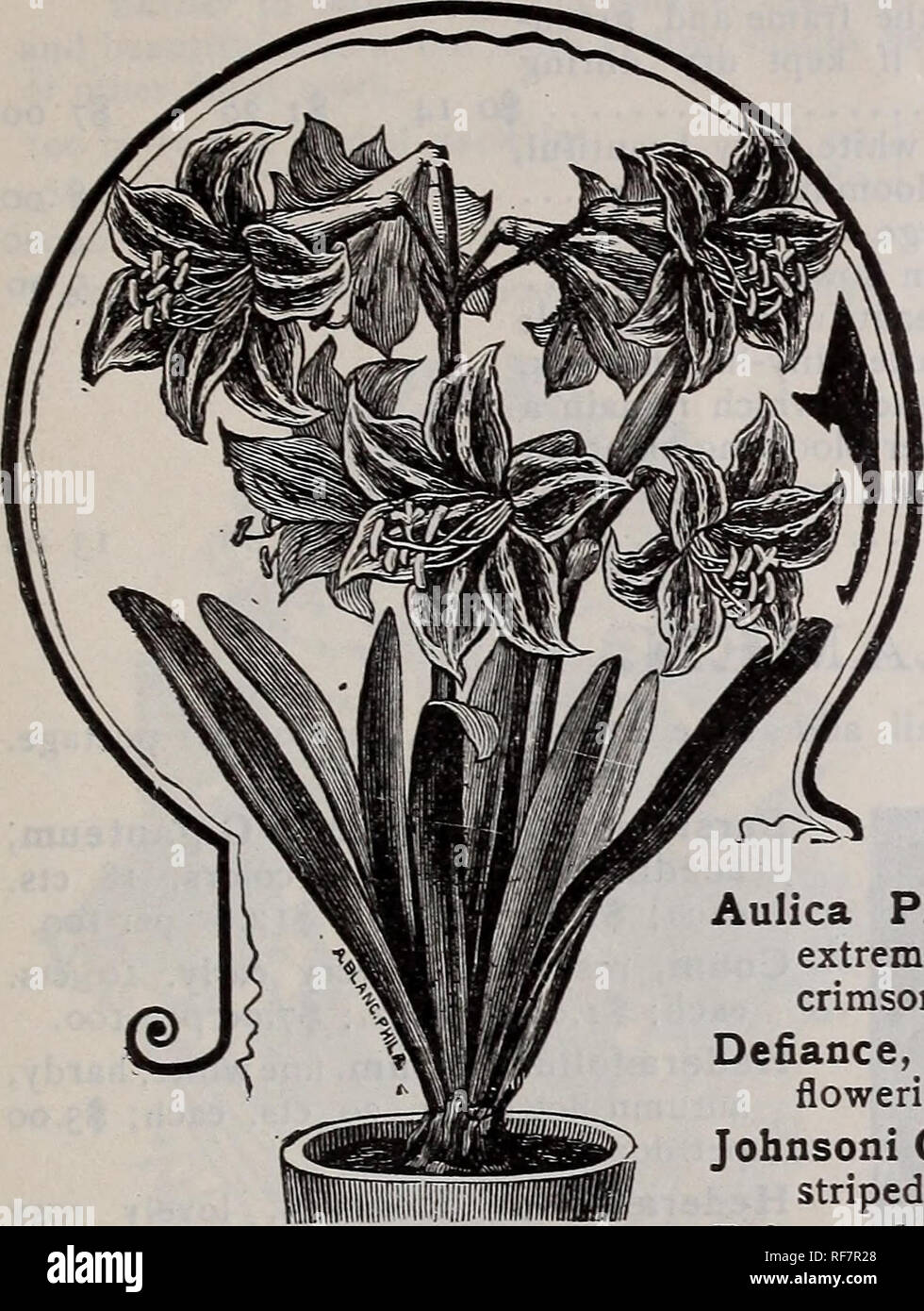 . Wholesale catalogue of choice Dutch bulbs roots and plants : fall 1901. Nursery stock New Jersey Englewood Catalogs; Bulbs (Plants) Catalogs; Flowers Catalogs; Plants, Ornamental Catalogs. Please Note Low Prices per 100 and 000. 19 AMARYLLIS. (Hippeastrum.) Single Bulbs free by mail. If desired by mail, add at the rate of 40c. per doz. for postage. It is impossible to name a more mag- nificent genus of bulbous plants than this. They are of the easiest possible culture and require but little care. They throw up beautiful trumpet-shaped flowers of the richest colors, from crimson to nearly pu Stock Photo