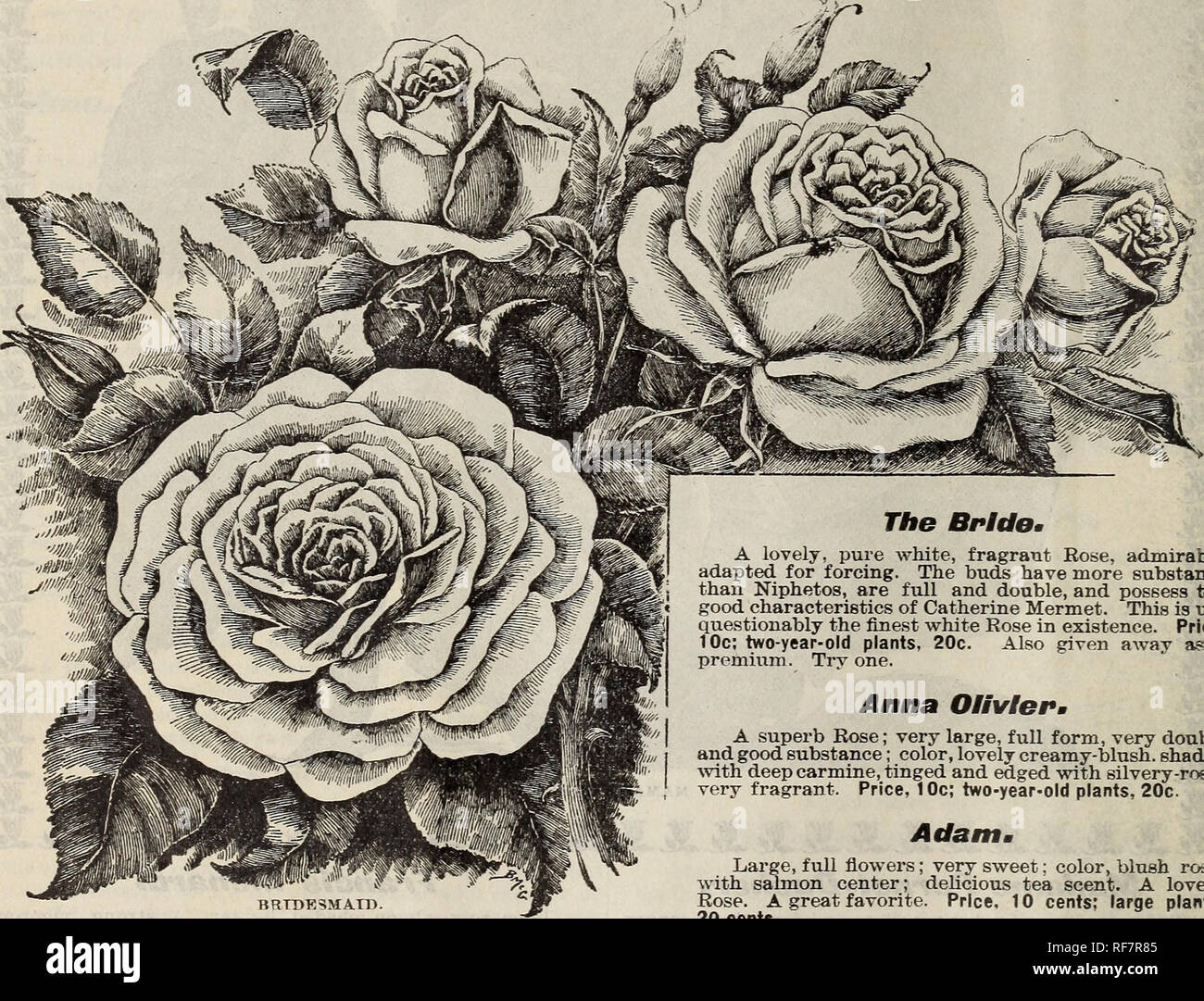 Cottage Rose Garden 1901 Nursery Stock Ohio Columbus Catalogs Flowers Catalogs Ornamental Shrubs Catalogs Plants Ornamental Catalogs General Collection Tea Roses Are The Sweetest Of All Roses The Flowers Many