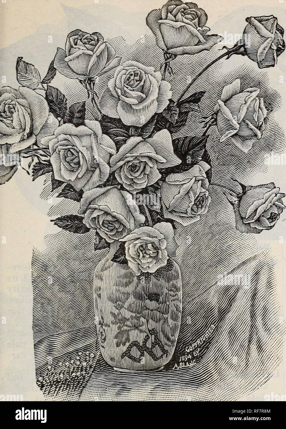 . Spring 1900. Nursery stock Ohio Painesville Catalogs; Vegetables Seeds Catalogs; Flowers Catalogs; Bulbs (Plants) Catalogs; Plants, Ornamental Catalogs; Fruit trees Seedlings Catalogs; Fruit Catalogs. ROSES. 105. BRIDESMAID. Bridesmaid. The most popular pink Tea Rose. Thou- sands of this variety are grown every year for cut 2 flowers, and it is also very desirable for summer bedding out of doors. It is a delightful shade of bright pink, very free flowering and easily grown. As a pot plant for house or summer blooming outside it has no equal. Baron Berge, A soft lemon white at base of petals, Stock Photo