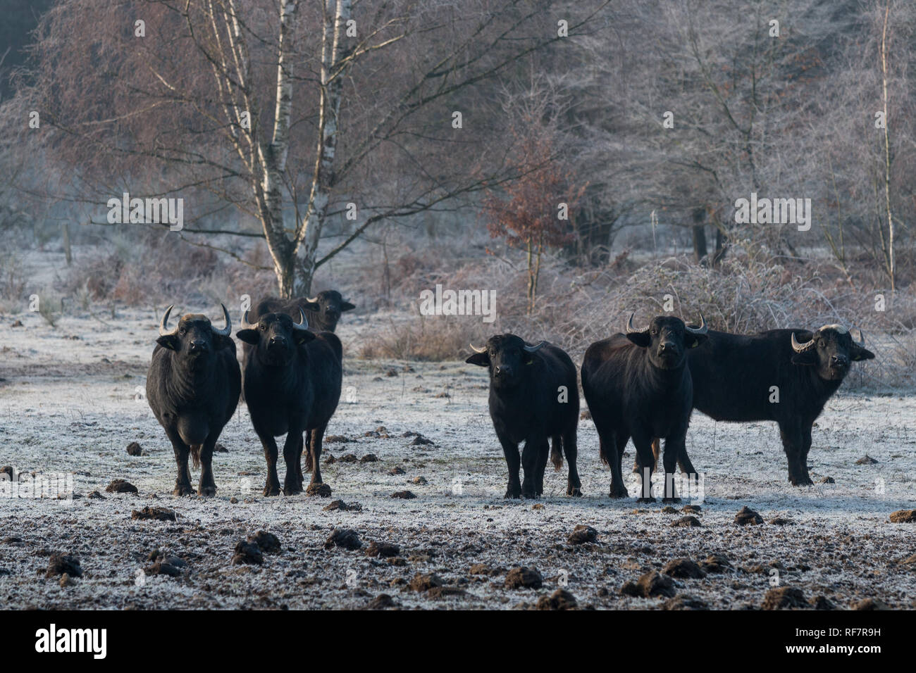 Wasserbüffel Herde im Winter Stock Photo