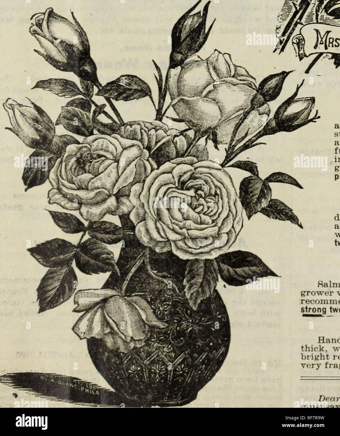 Cottage Rose Garden 1901 Nursery Stock Ohio Columbus Catalogs
