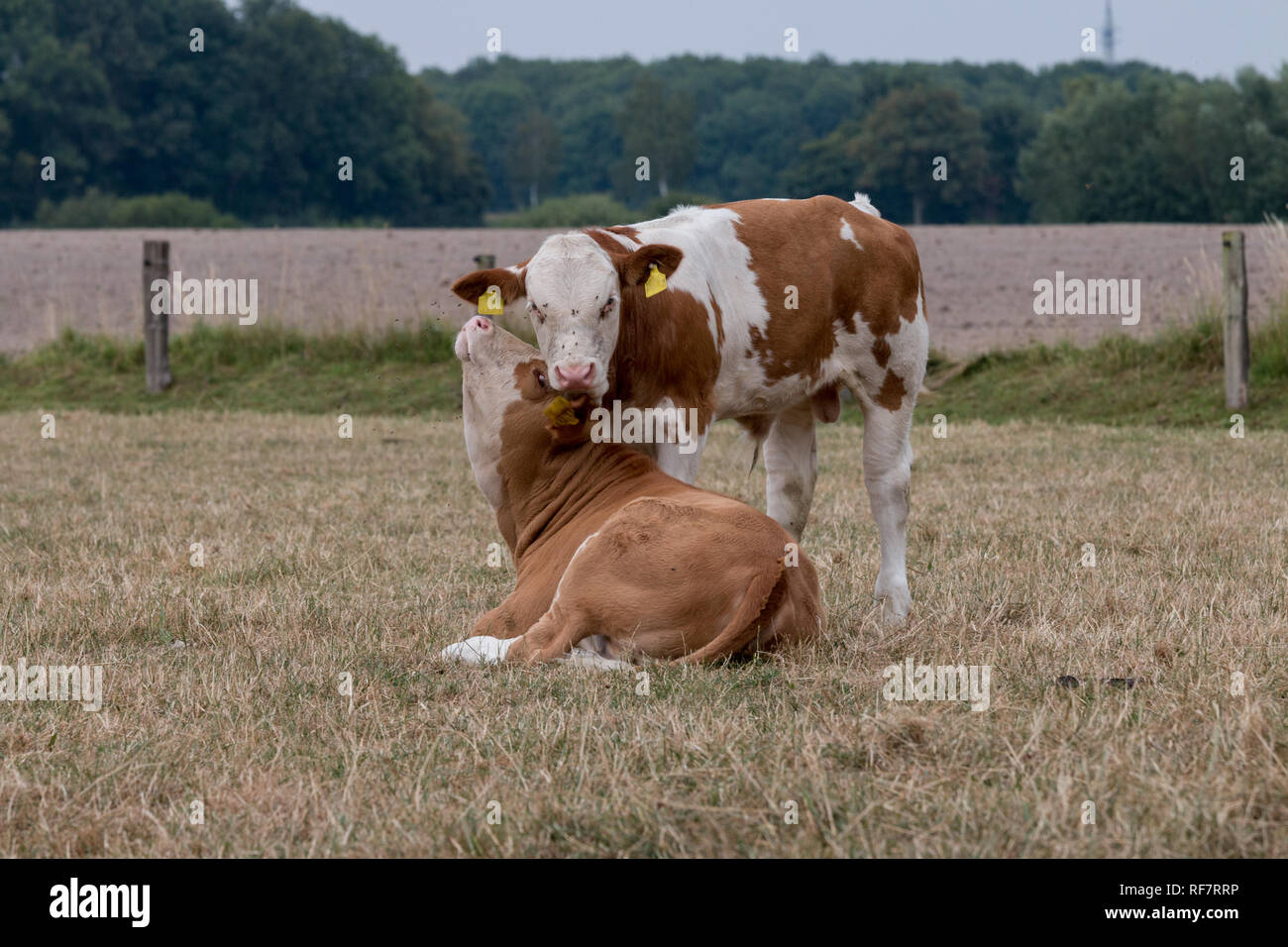 Kuscheln Stock Photos Kuscheln Stock Images Alamy