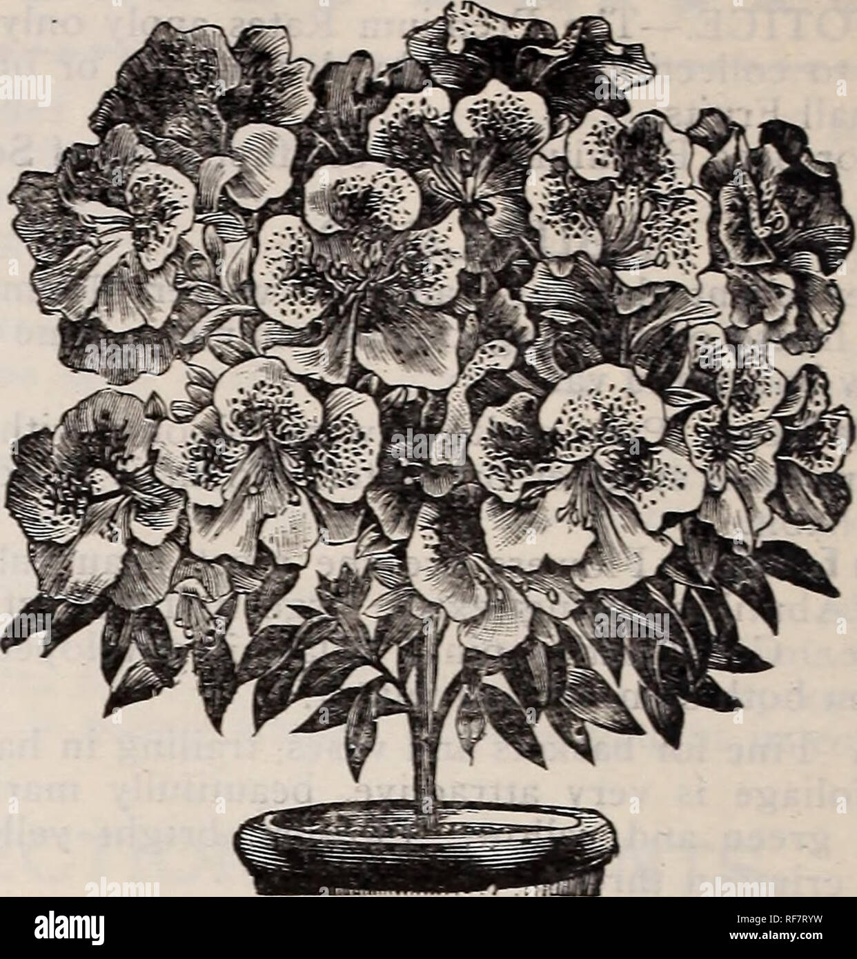 . Spring 1900. Nursery stock Ohio Painesville Catalogs; Vegetables Seeds Catalogs; Flowers Catalogs; Bulbs (Plants) Catalogs; Plants, Ornamental Catalogs; Fruit trees Seedlings Catalogs; Fruit Catalogs. PLUMOSUS NANUS. Plumosus Nanus. An excellent plant for window culture, the lace-like texture of its foliage excel- ling that of Maiden Hair Fern in grace and dain- tiness. It is fine as a pot plant, and in floral dec- orations the sprays are almost indispensable— loc. Large plants by express, 25c. Tenuissimus. Very fine, filmy foliage. A handsome climbing plant for the window and a very useful  Stock Photo