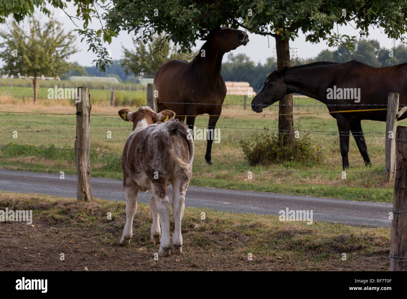 Kalb beobachtet Pferde Stock Photo