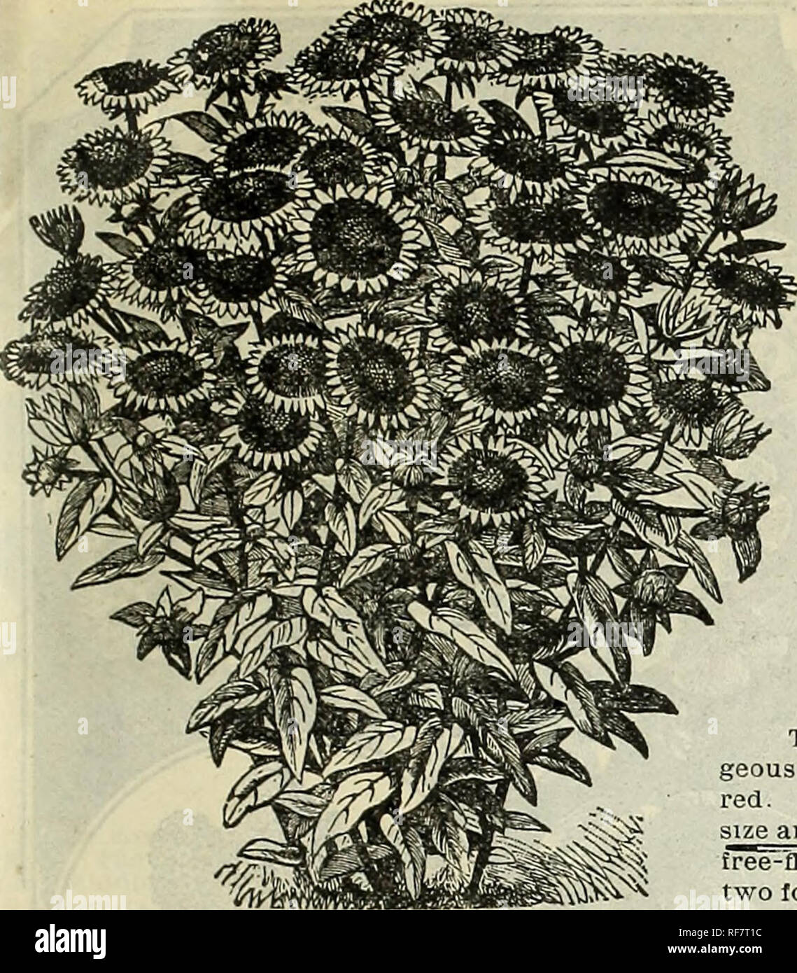 . Spring catalogue : 1900. Nurseries (Horticulture) Missouri Saint Louis Catalogs; Bulbs (Plants) Catalogs; Flowers Catalogs; Vegetables Seeds Catalogs; Plants, Ornamental Catalogs; Shrubs Catalogs; Fruit Catalogs. HARDY HERBACEOUS PLANTS 89. COREOPSIS LANCEOLATA This plant makes a dense tuft of glossy foliage,which is rich and bright until hard frosts, bearing blossoms of the most brilliant golden yellow, as large as a silver dollar; entirely hardy and will grow in any soil (see cut). Price, 15c each; two for 25c; per doz., $1.50. PHLOX SUBULATA » (Moss Pink) white—A beautiful, pure white for Stock Photo