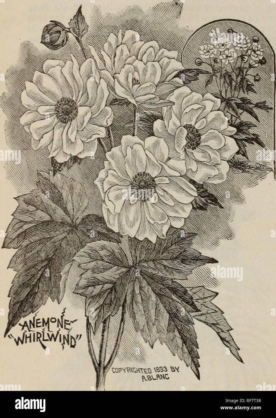 . Rhododendrons, roses, clematis, azaleas, bulbs, hardy plants, bay trees, evergreens : palms, araucarias, ferns, vines, orchids, flowering shrubs, ornamental grasses and trees. Nursery stock New Jersey Rutherford Catalogs; Bulbs (Plants) Catalogs; Flowers Seeds Catalogs; Plants, Ornamental Catalogs. 34 BOBBINK &amp; ATKINS, BUTHEBFOKD, N. J. AMSONIA Tabernaemontana. A strong shrubby plant, with dense trimmed spikes of delicate blue flowers. 20 cts. each; S2.00 per doz. ANEMONES (Wildflower) Japanese varieties; the most useful autumnal cut flower. A. Japonica alba. Pure white. A. J. elegans. C Stock Photo
