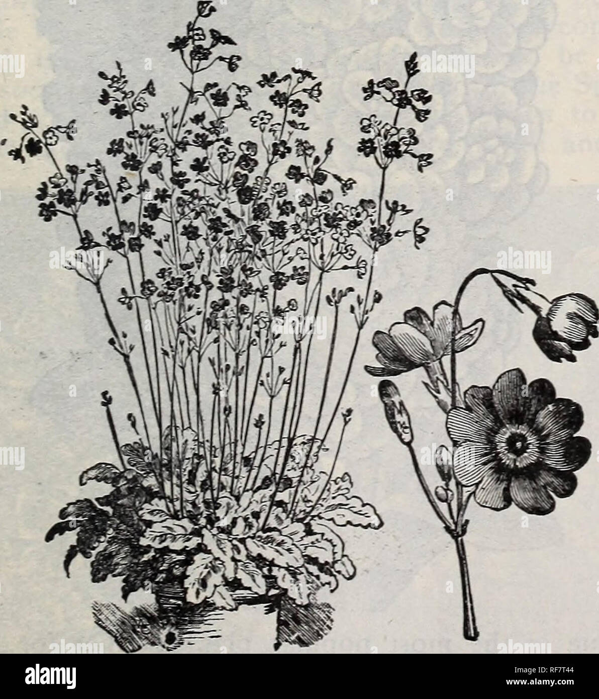 . Spring 1900. Nursery stock Ohio Painesville Catalogs; Vegetables Seeds Catalogs; Flowers Catalogs; Bulbs (Plants) Catalogs; Plants, Ornamental Catalogs; Fruit trees Seedlings Catalogs; Fruit Catalogs. The Chinese Primrose is one of the finest plants for Winter and Spring blooming in the house or conservatory; very profuse flowering, being in almost constant bloom all Winter. Greenhouse perennials. LARGE-FLOWERING FRINGED PRIMROSES. Rubra Red.' Distinct and striking, single 25 Alba. Pure white, single . 25 Choicest Mixed Colors. Single 25 Double Large-flowering Fringed. Mixed 50 PRIMULA FORBE Stock Photo