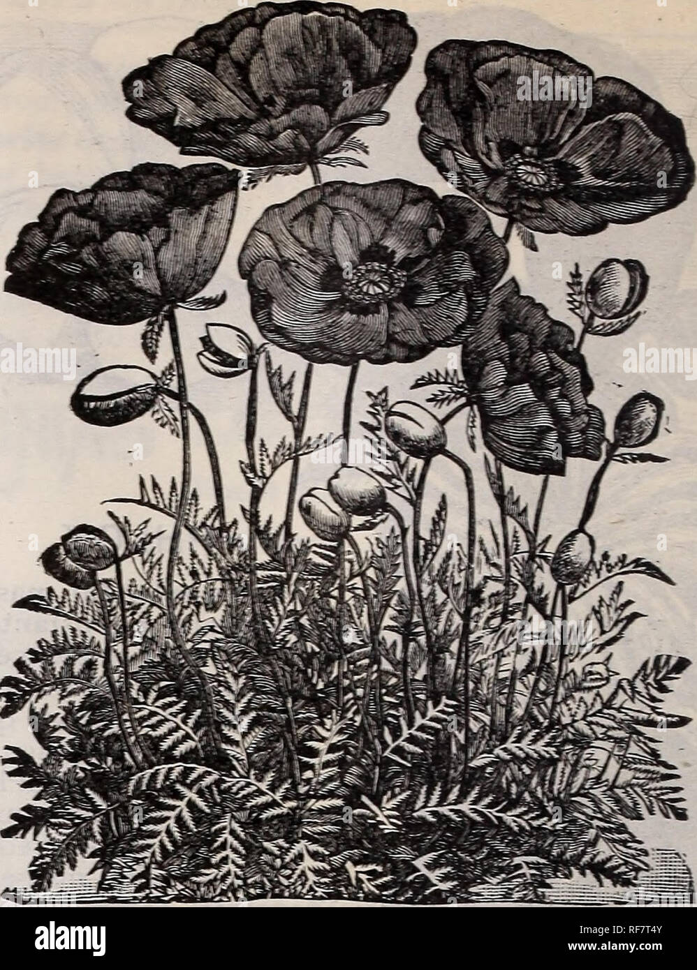 . Spring 1900. Nursery stock Ohio Painesville Catalogs; Vegetables Seeds Catalogs; Flowers Catalogs; Bulbs (Plants) Catalogs; Plants, Ornamental Catalogs; Fruit trees Seedlings Catalogs; Fruit Catalogs. TULIP POPPY. Tulip. A new race growing 12 to 14 inches in height, each plant producing 50 to 60 brilliant scarlet flowers. The two outer petals form a cup around the two erect center petals giving the flower the appearance of a Tulip. The color is of the most intense dazzling scarlet, deep black spots appearing at the base of each petal..5 Mikado. Very distinct in character and color from any o Stock Photo