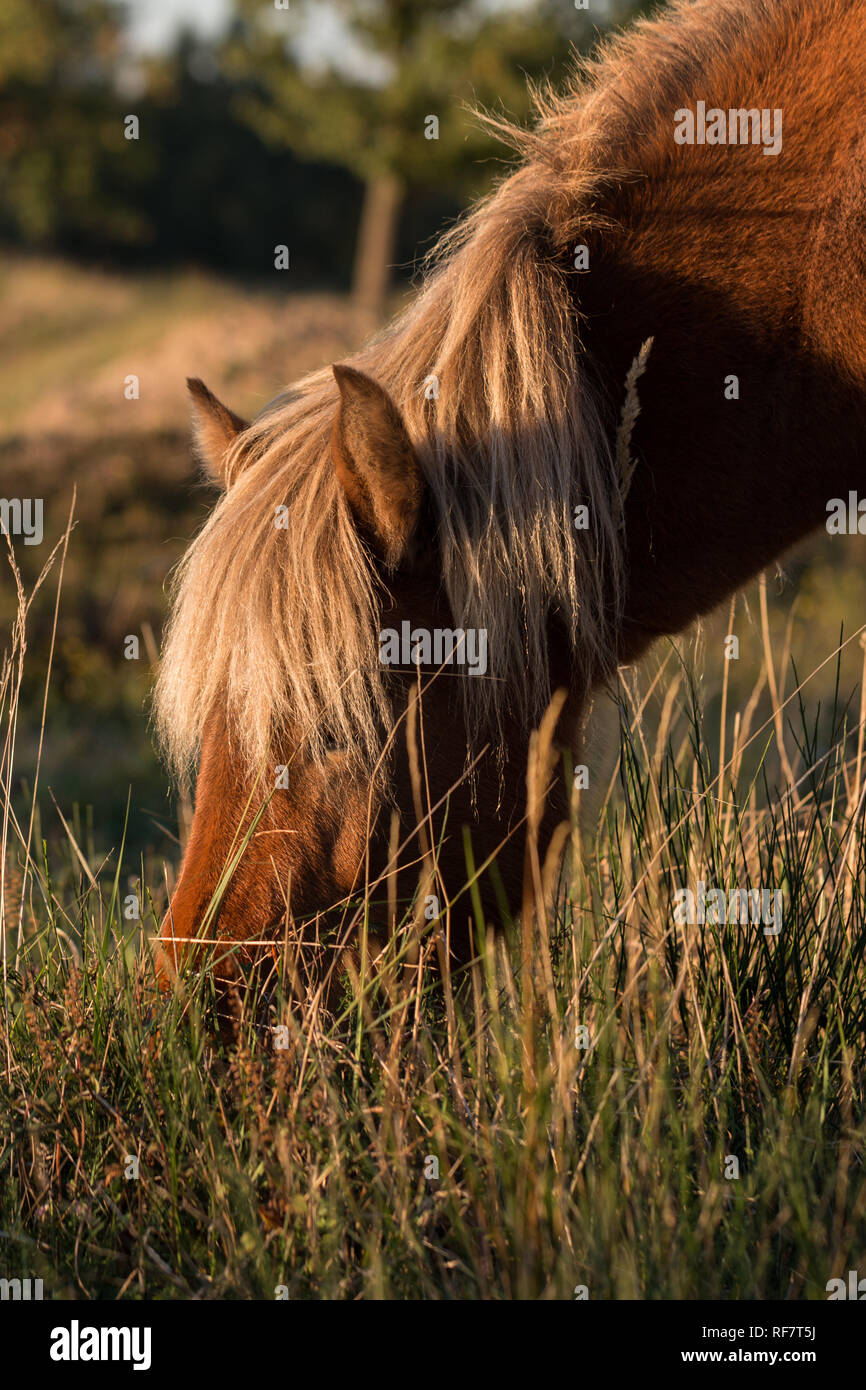 Islandpferd weidet Stock Photo