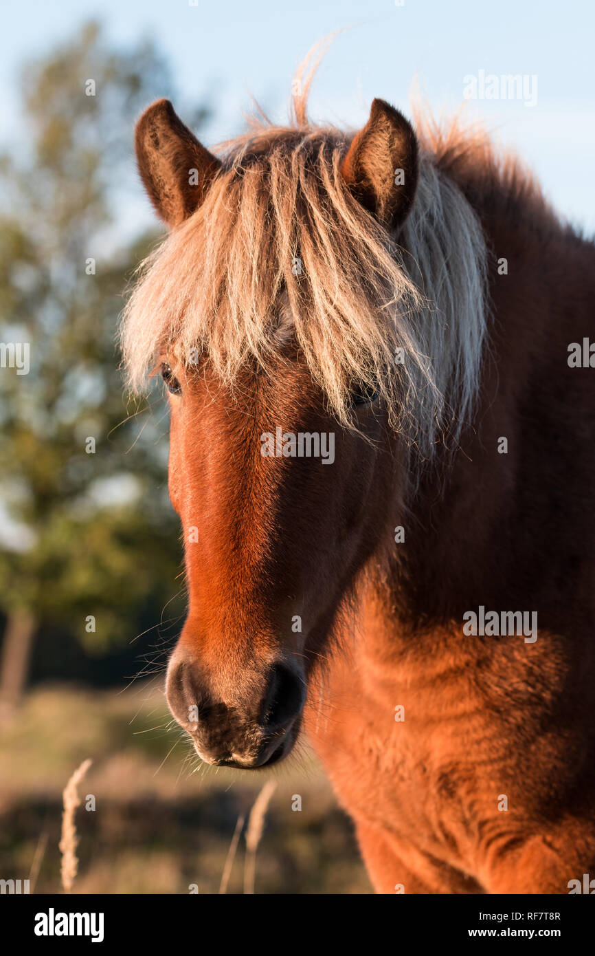 Islandpferd Stock Photo