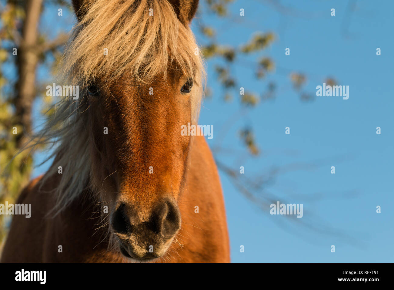 Islanpferd Portrait Stock Photo