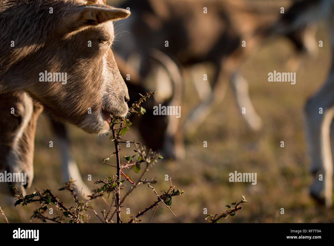 Ziege knabbert Gebüsch Stock Photo