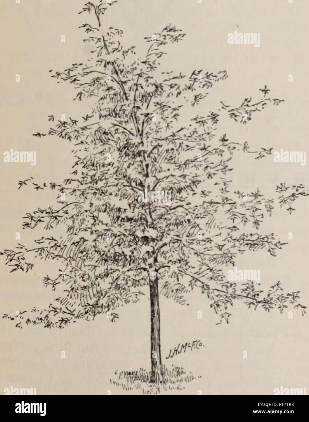 Alabama Nursery Co 1900 1901 Nursery Stock Alabama Huntsville Catalogs Fruit Trees Seedlings Catalogs Fruit Catalogs Plants Ornamental Catalogs Trees Seedlings Catalogs Ornamental Department Trees 23 Ornamental Trees Continued Maple
