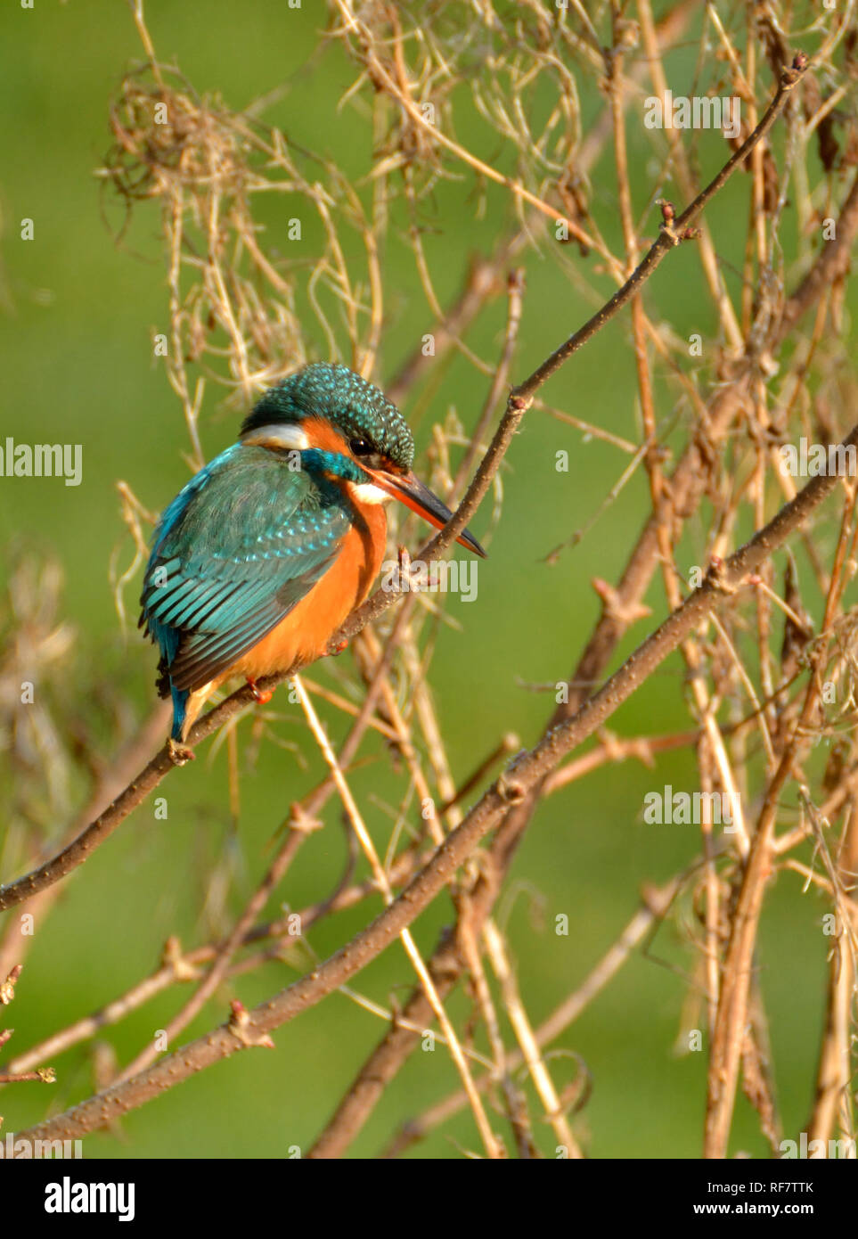 Kingfisher (Alcedo atthis) Kent (Loose Village, near Maidstone) UK. January Stock Photo