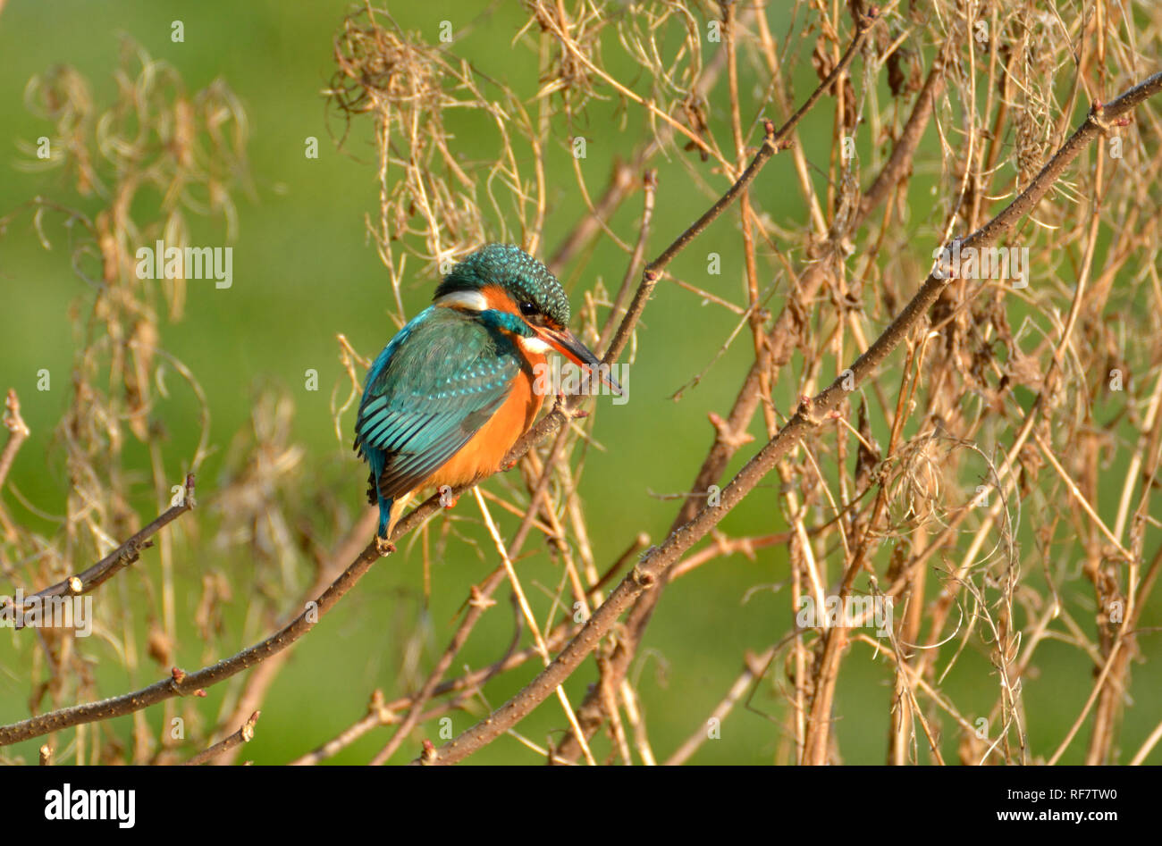 Kingfisher (Alcedo atthis) Kent (Loose Village, near Maidstone) UK. January Stock Photo