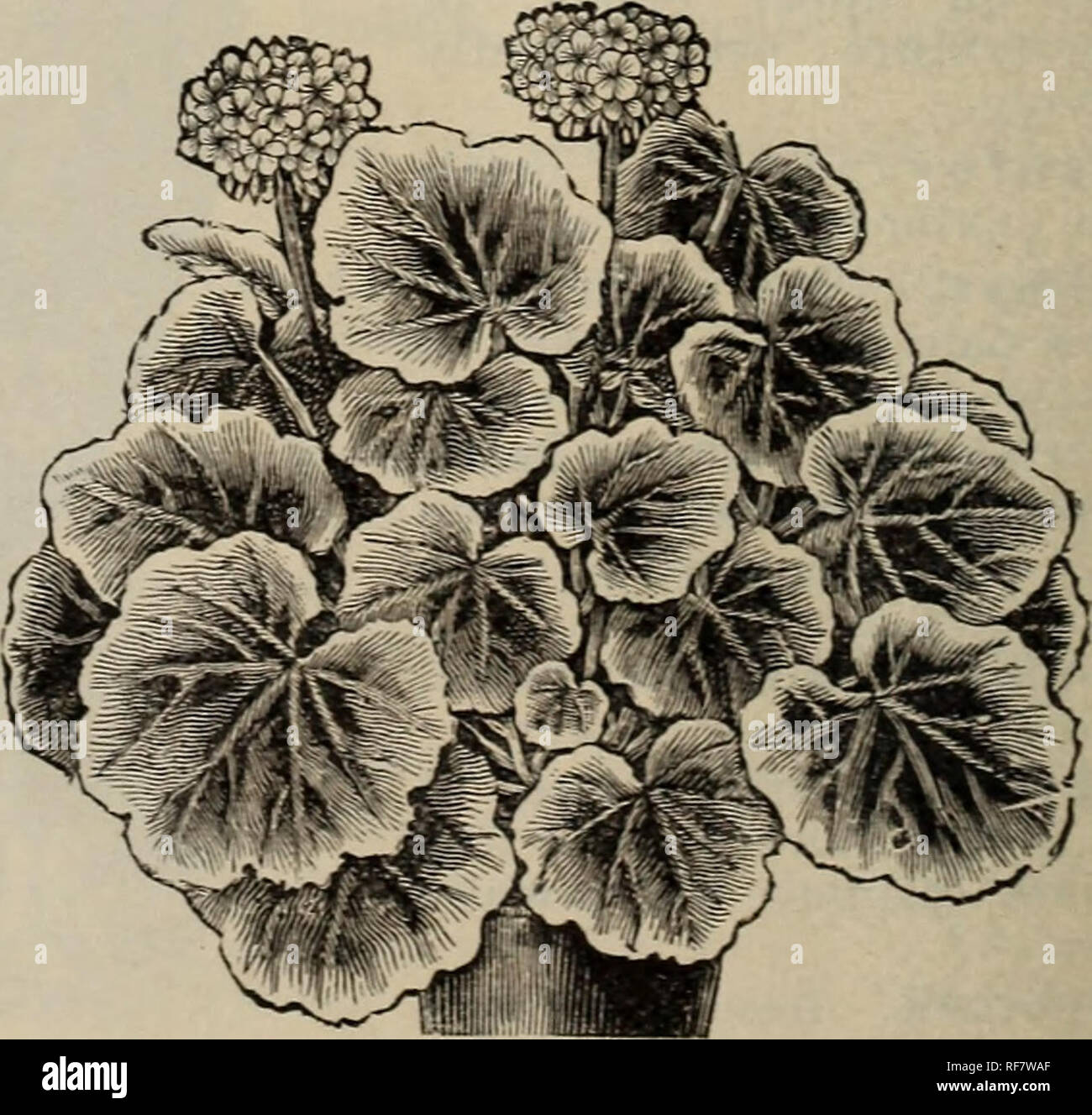 . Greenhouse and bedding plants retail catalogue spring 1900. Nursery