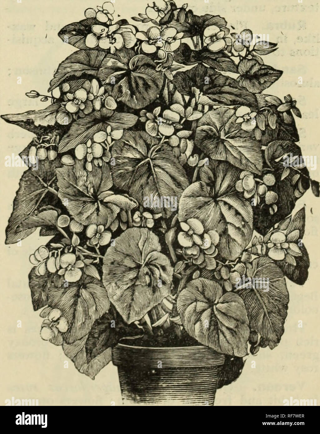 . Greenhouse and bedding plants retail catalogue spring 1900. Nursery