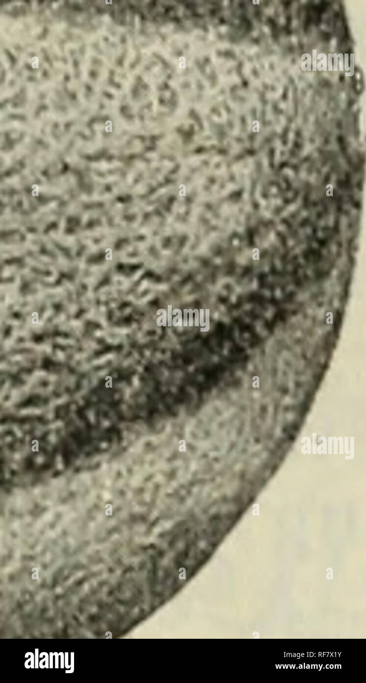 carpet choice catalogue