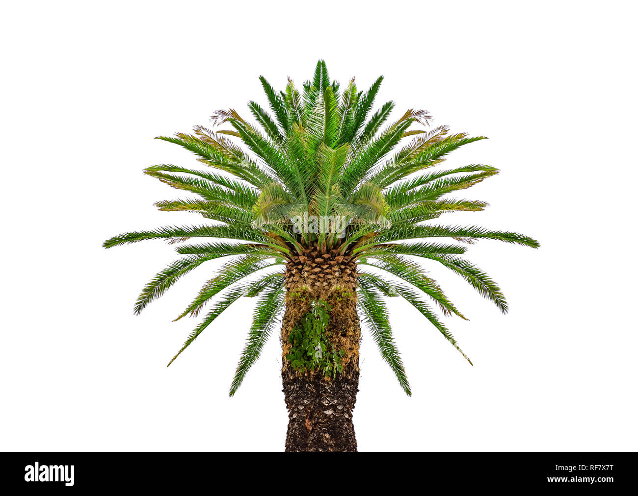 Beautiful palm tree isolated on white background Stock Photo - Alamy