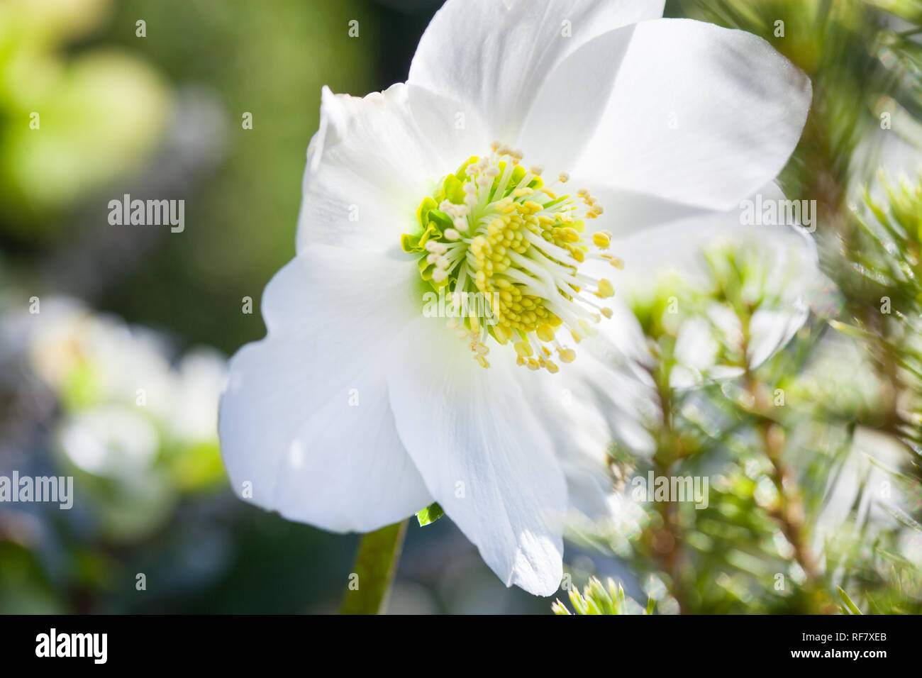 Close-up photo of beautiful Christmas rose (Helleborus niger) white flower in winter garden during sunny day Stock Photo