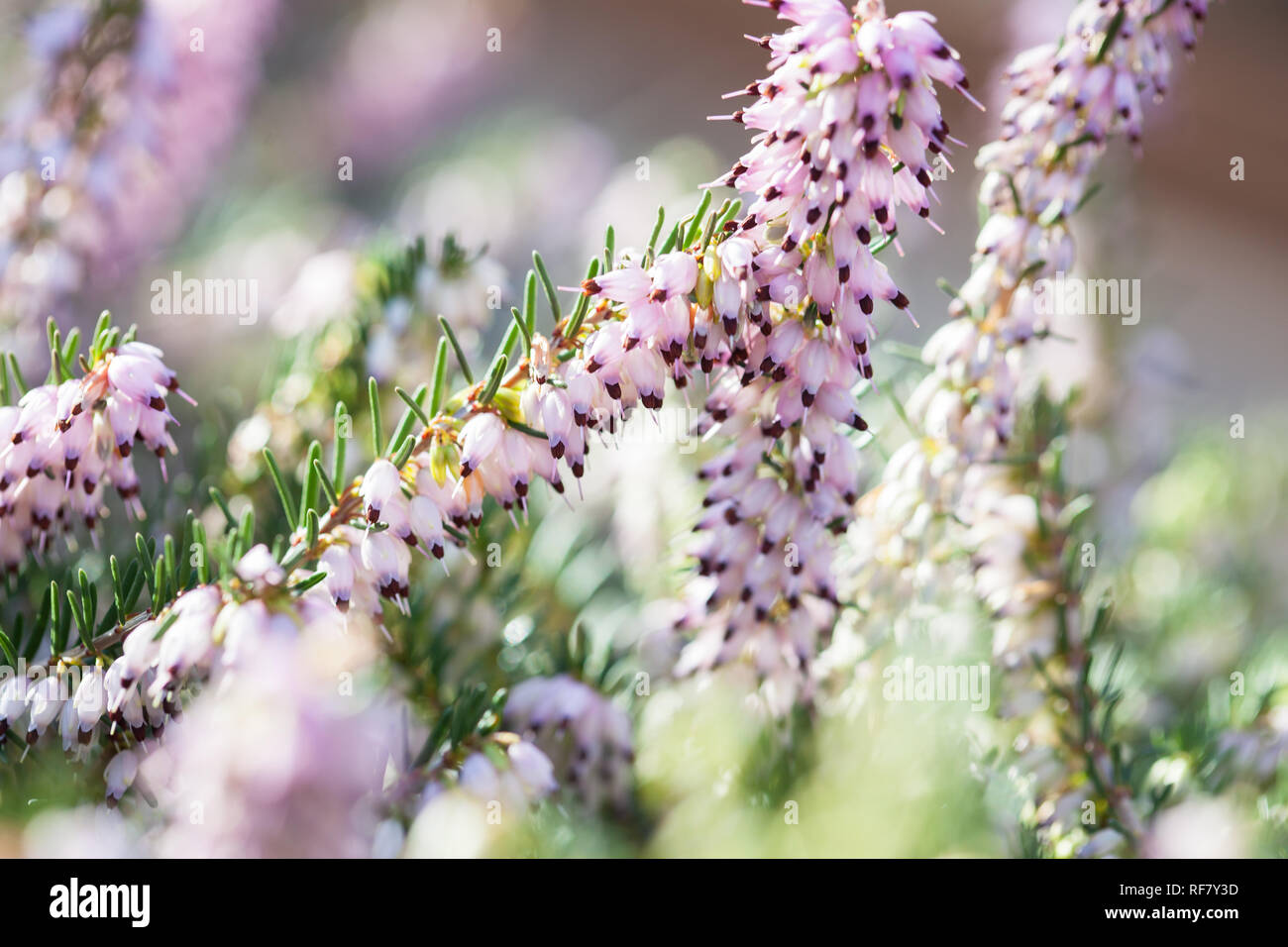 Delicate rose-pink flowers of Erica darleyensis plant (Winter Heath) in winter garden during sunny day Stock Photo