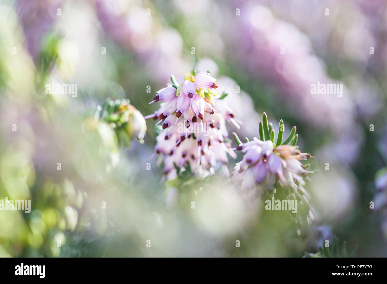 Delicate rose-pink flowers of Erica darleyensis plant (Winter Heath) isolated in close-up macro shot Stock Photo