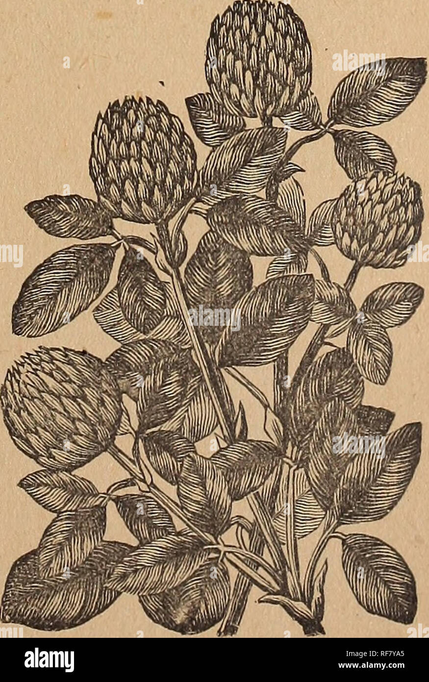 . Trumbull & Co.'s Illustrated catalogue of field and garden seeds, 1900. Nursery stock Missouri Kansas City Catalogs; Vegetables Seeds Catalogs; Flowers Seeds Catalogs; Grasses Seeds Catalogs; Agricultural implements Catalogs. . Please note that these images are extracted from scanned page images that may have been digitally enhanced for readability - coloration and appearance of these illustrations may not perfectly resemble the original work.. Trumbull & Co; Henry G. Gilbert Nursery and Seed Trade Catalog Collection. Kansas City, Mo. : Trumbull & Co. Stock Photo