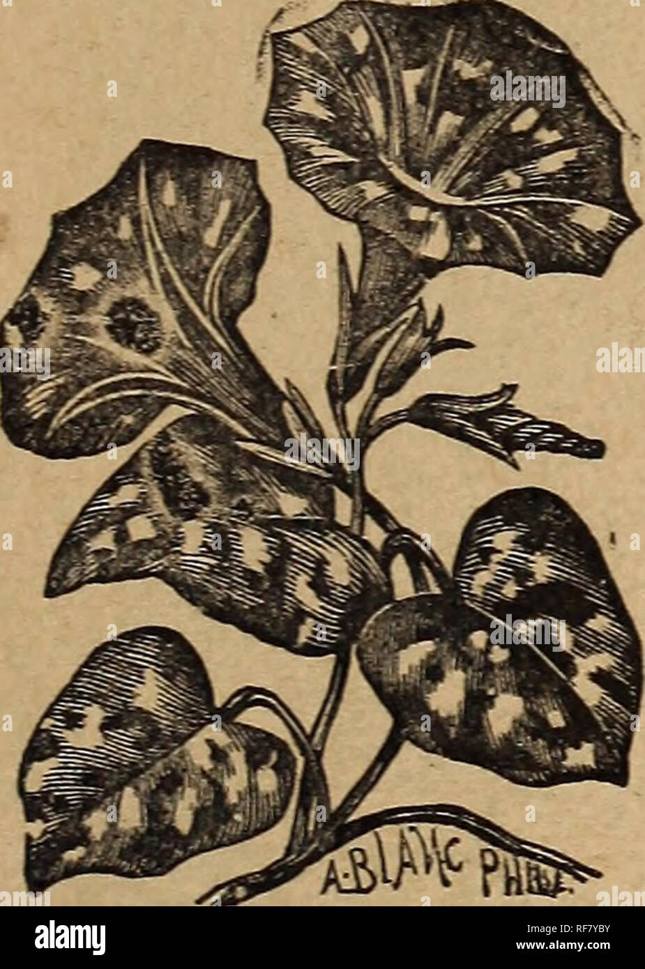 . Trumbull & Co.'s Illustrated catalogue of field and garden seeds, 1900. Nursery stock Missouri Kansas City Catalogs; Vegetables Seeds Catalogs; Flowers Seeds Catalogs; Grasses Seeds Catalogs; Agricultural implements Catalogs. . Please note that these images are extracted from scanned page images that may have been digitally enhanced for readability - coloration and appearance of these illustrations may not perfectly resemble the original work.. Trumbull & Co; Henry G. Gilbert Nursery and Seed Trade Catalog Collection. Kansas City, Mo. : Trumbull & Co. Stock Photo