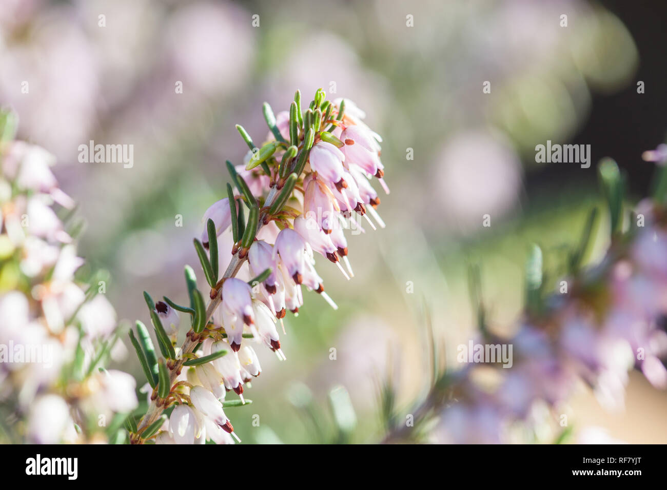 Delicate rose-pink flowers of Erica darleyensis plant (Winter Heath) in early spring garden during sunny day Stock Photo